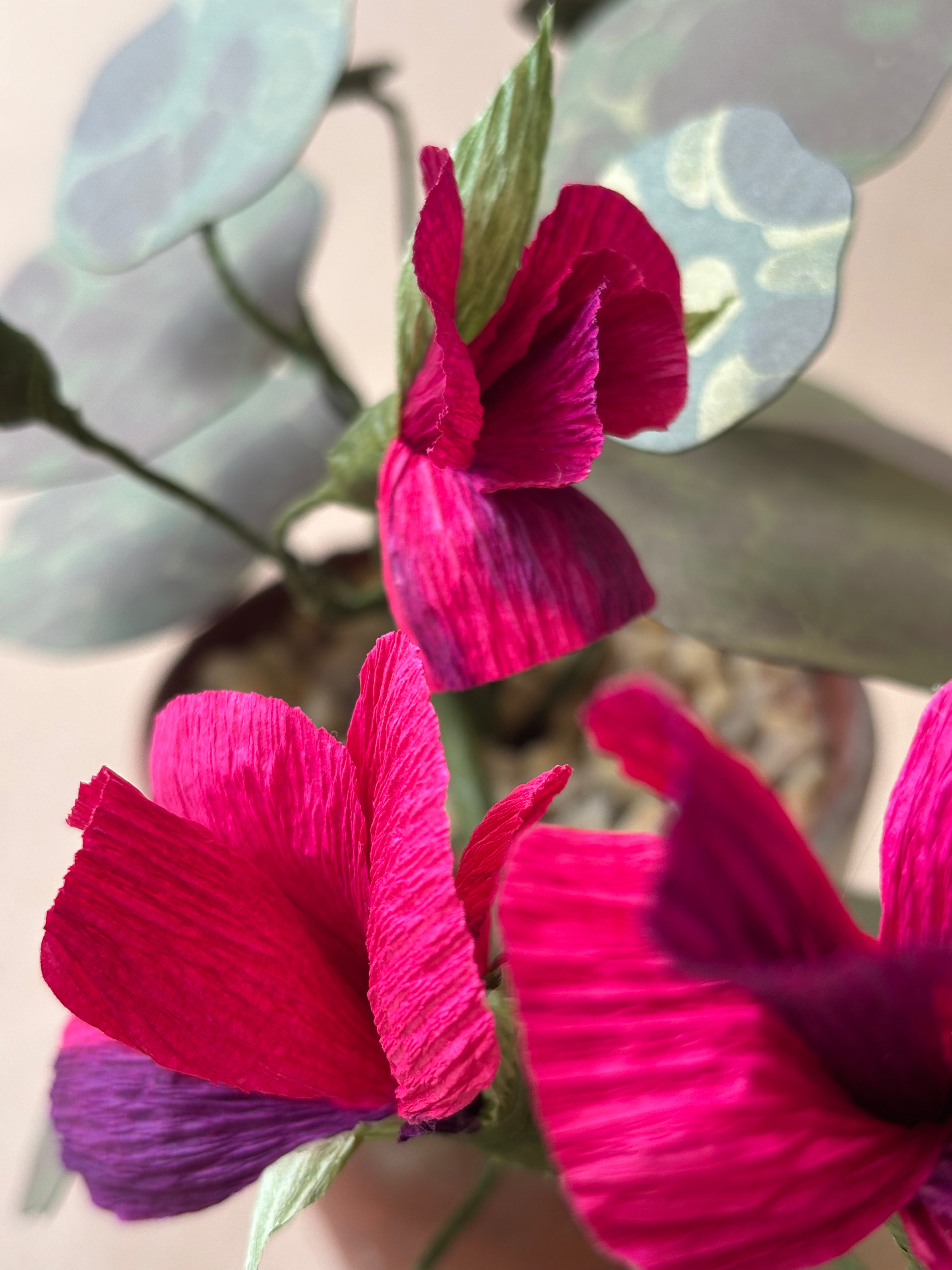 Nasturtium, trailing