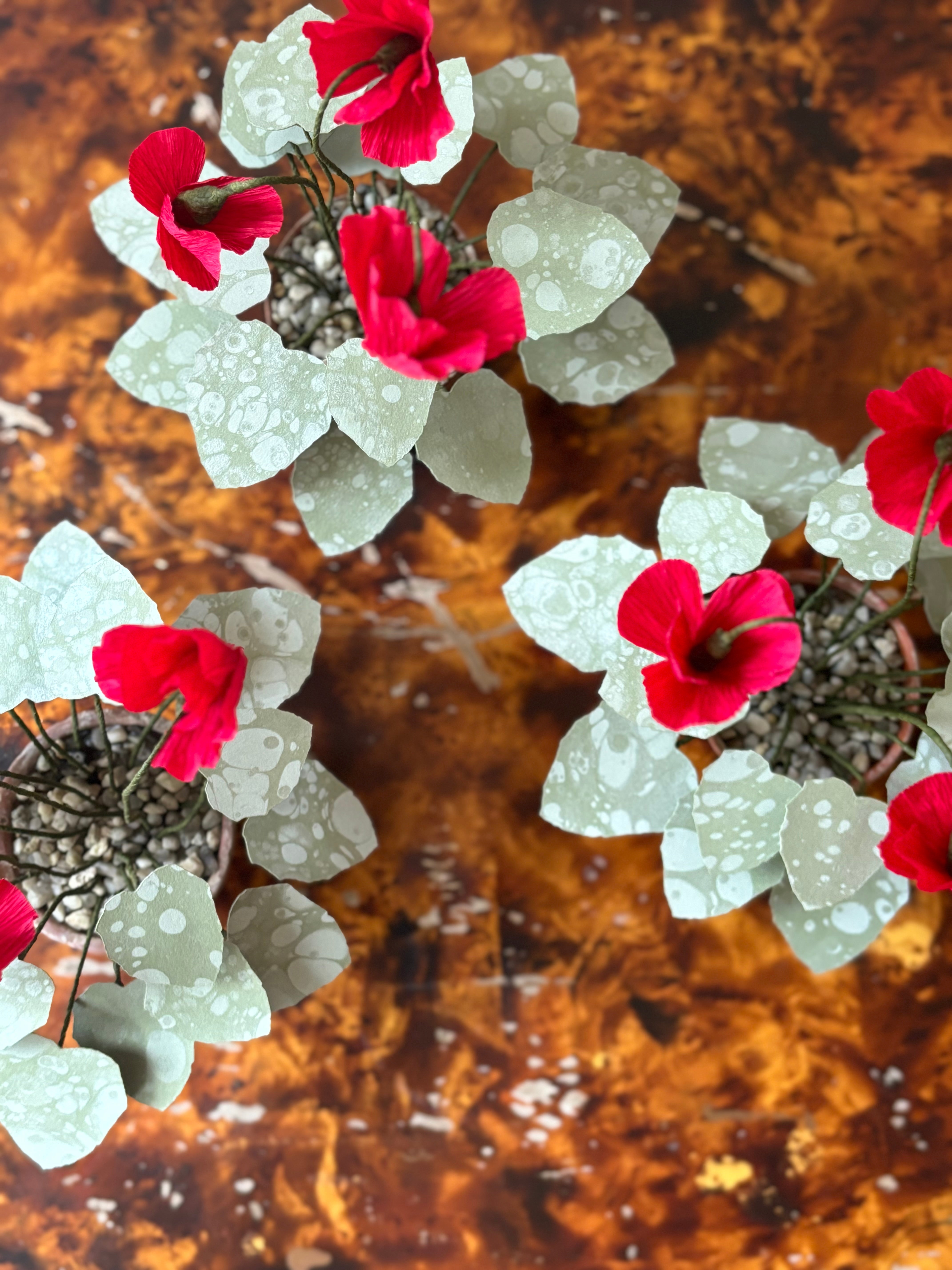 Cyclamen 3