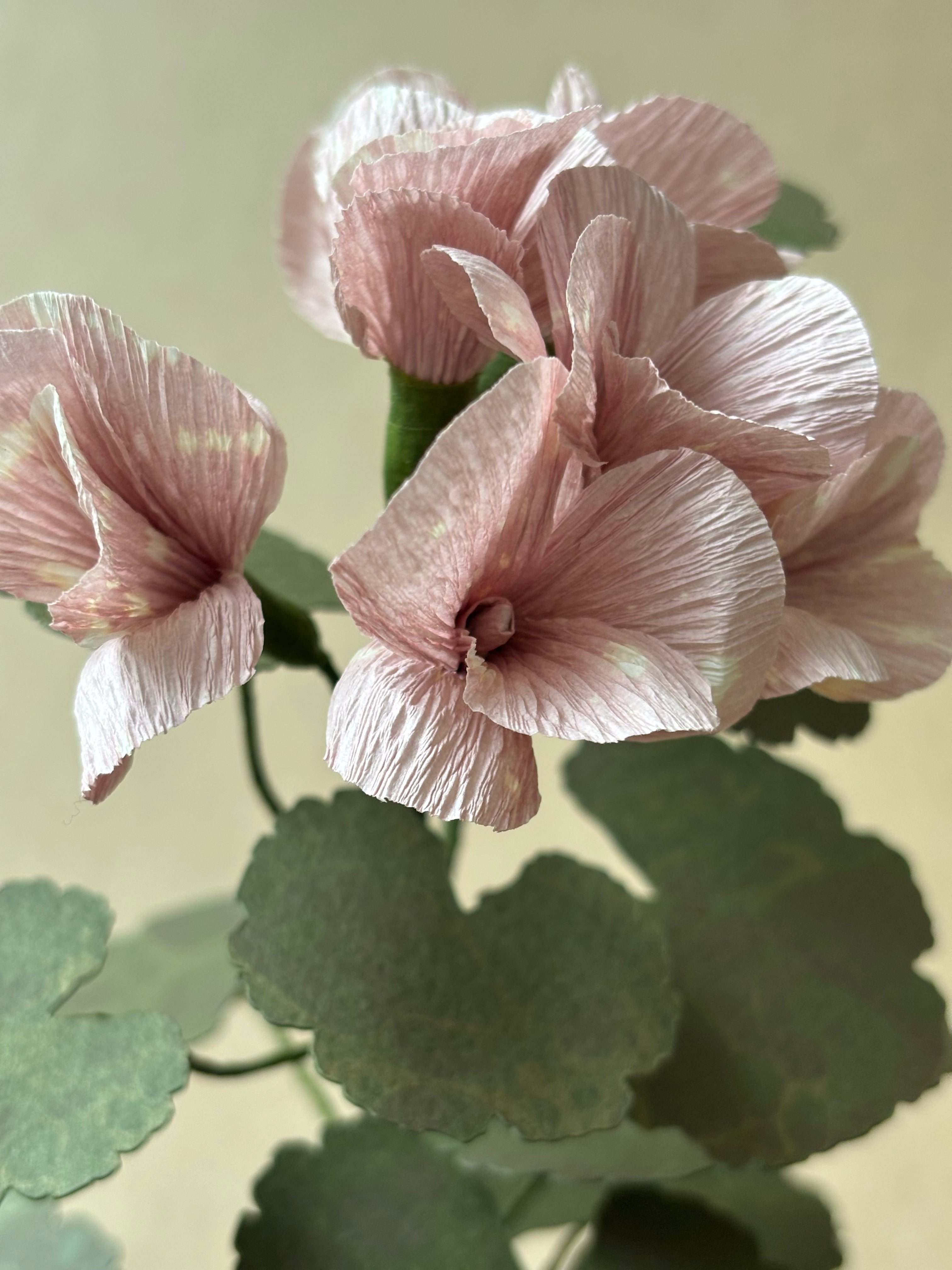 Geranium