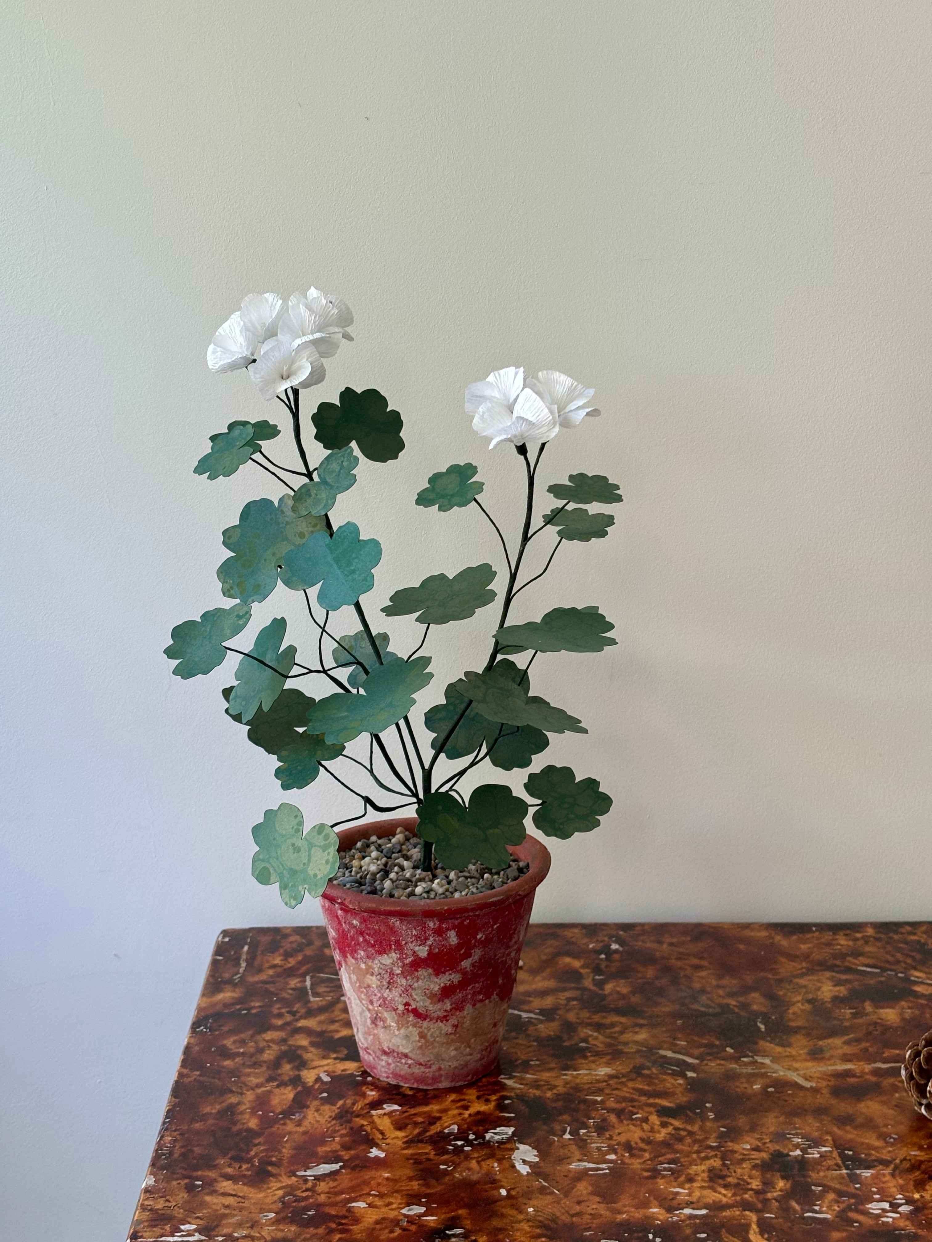 Geranium