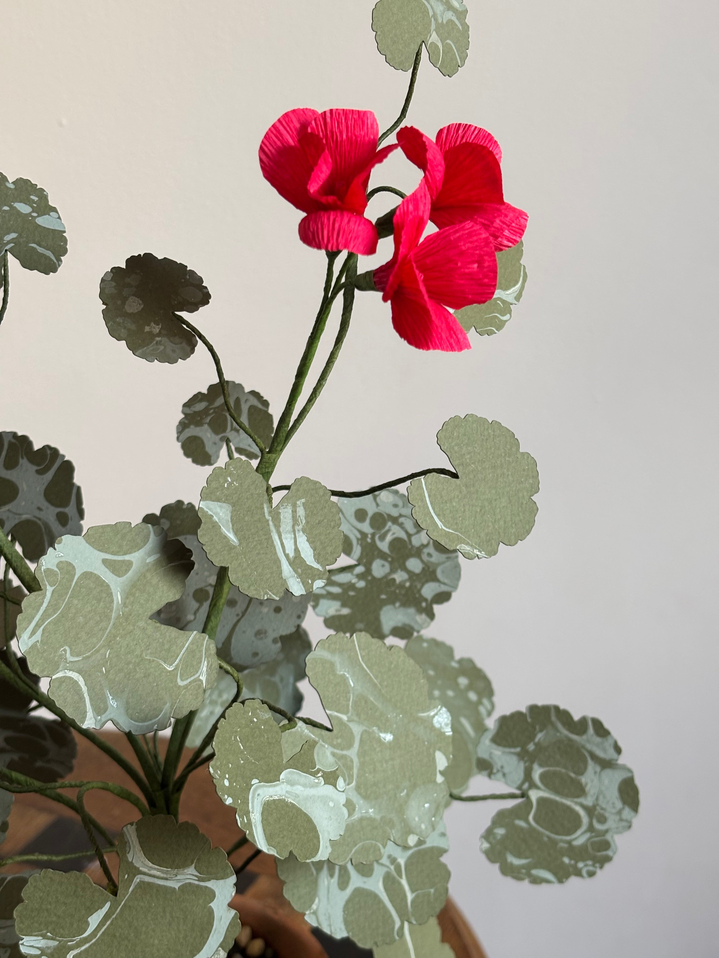 Paper Geranium