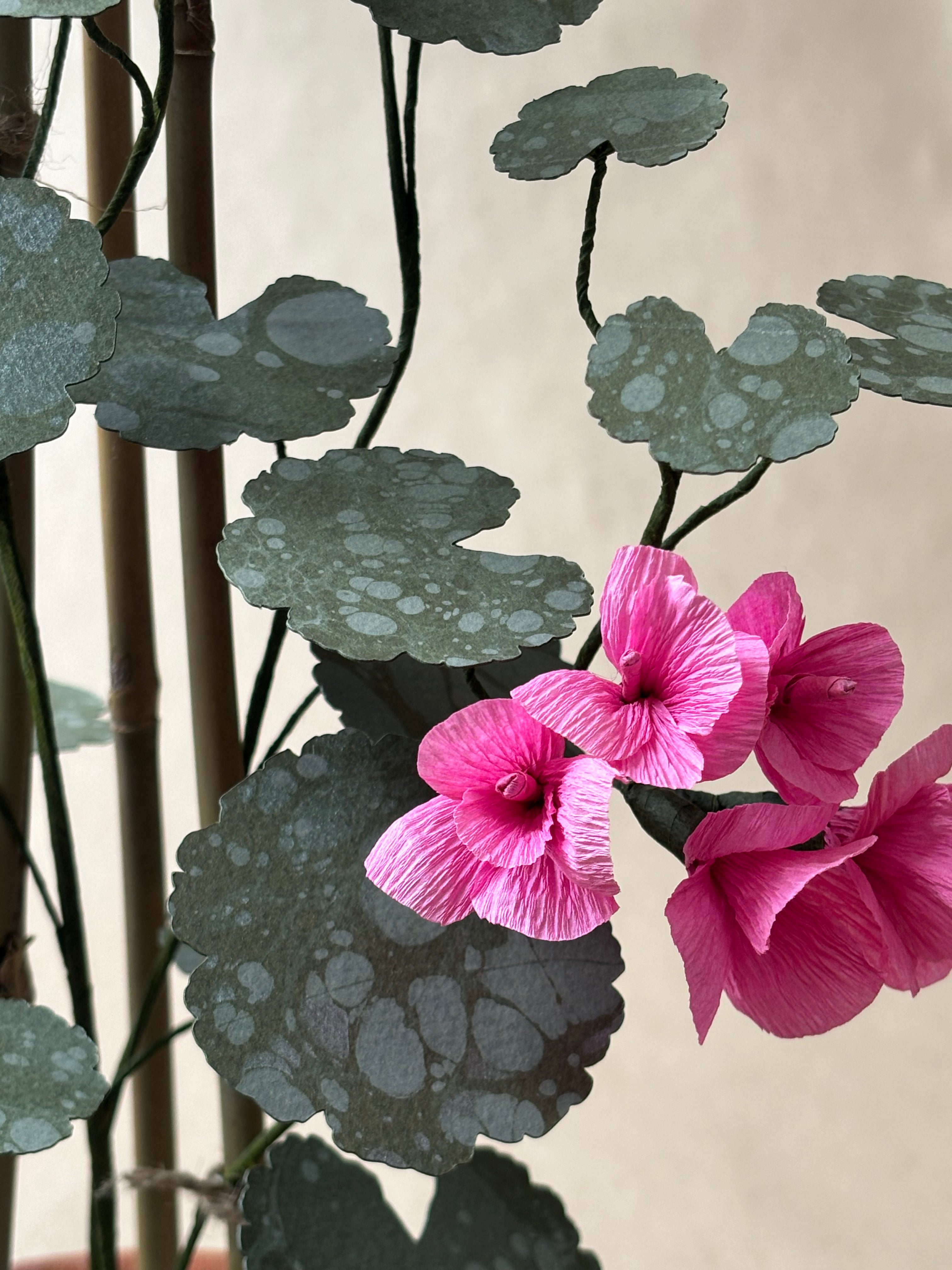 Geranium