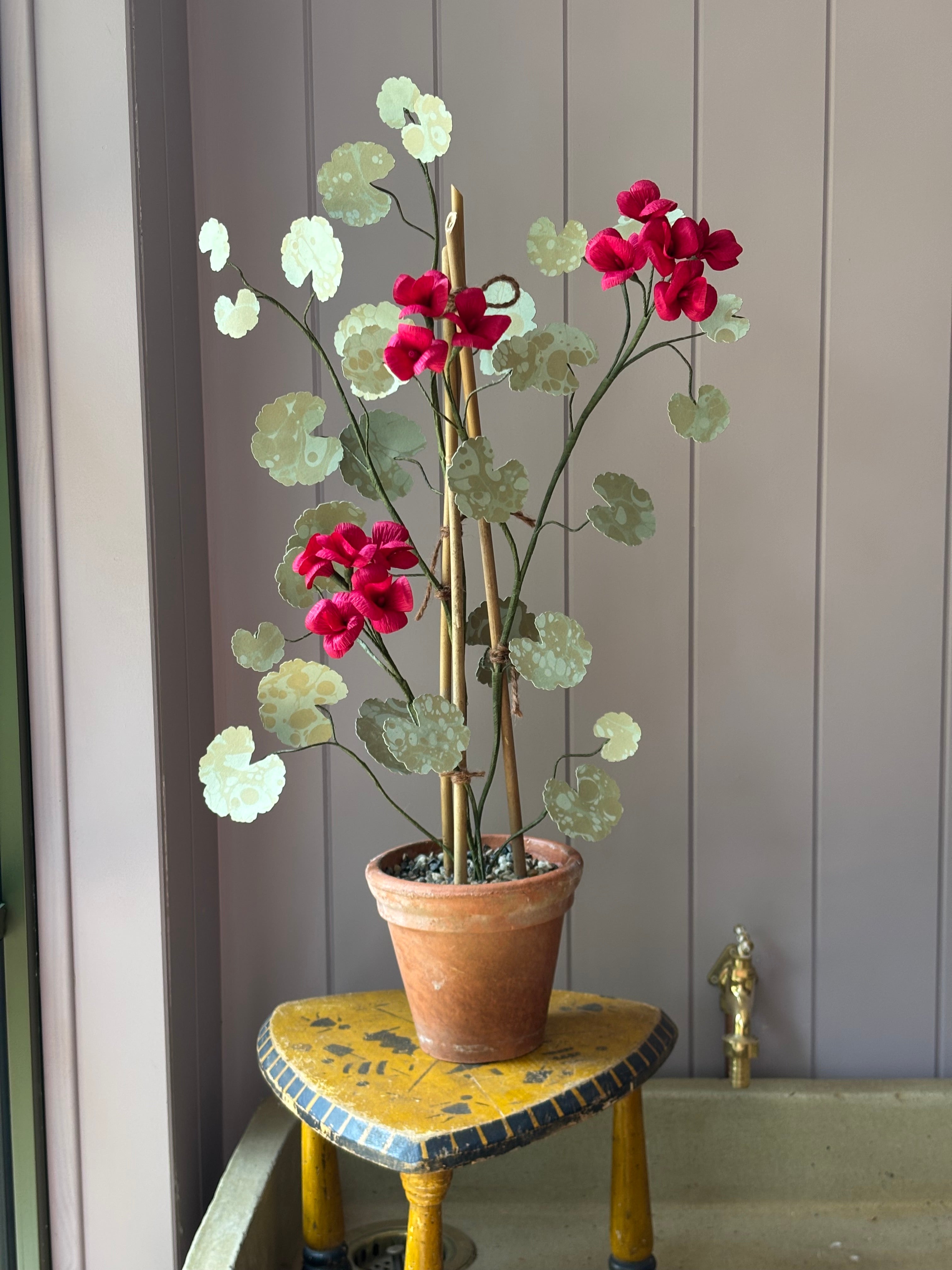 Paper geranium
