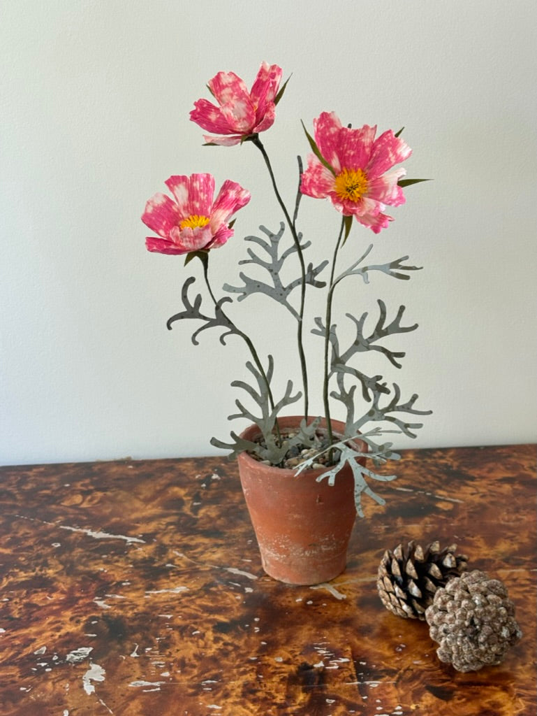 Cosmos