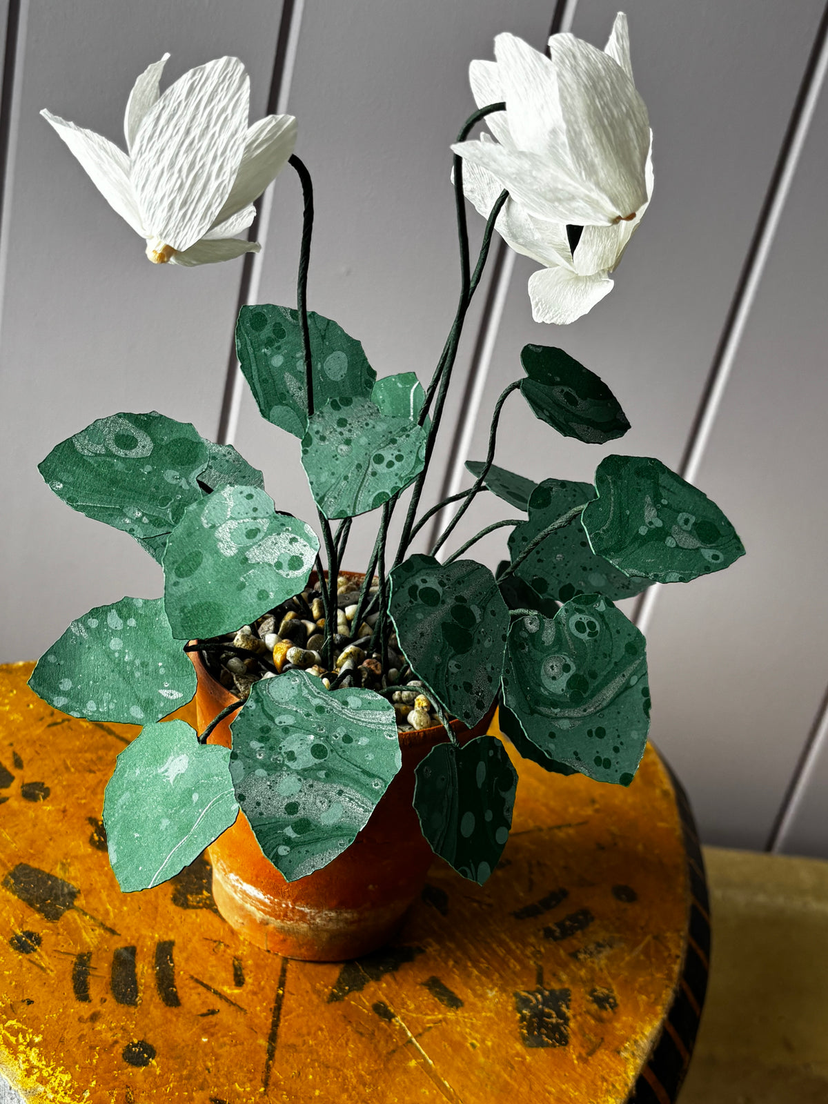 Cyclamen