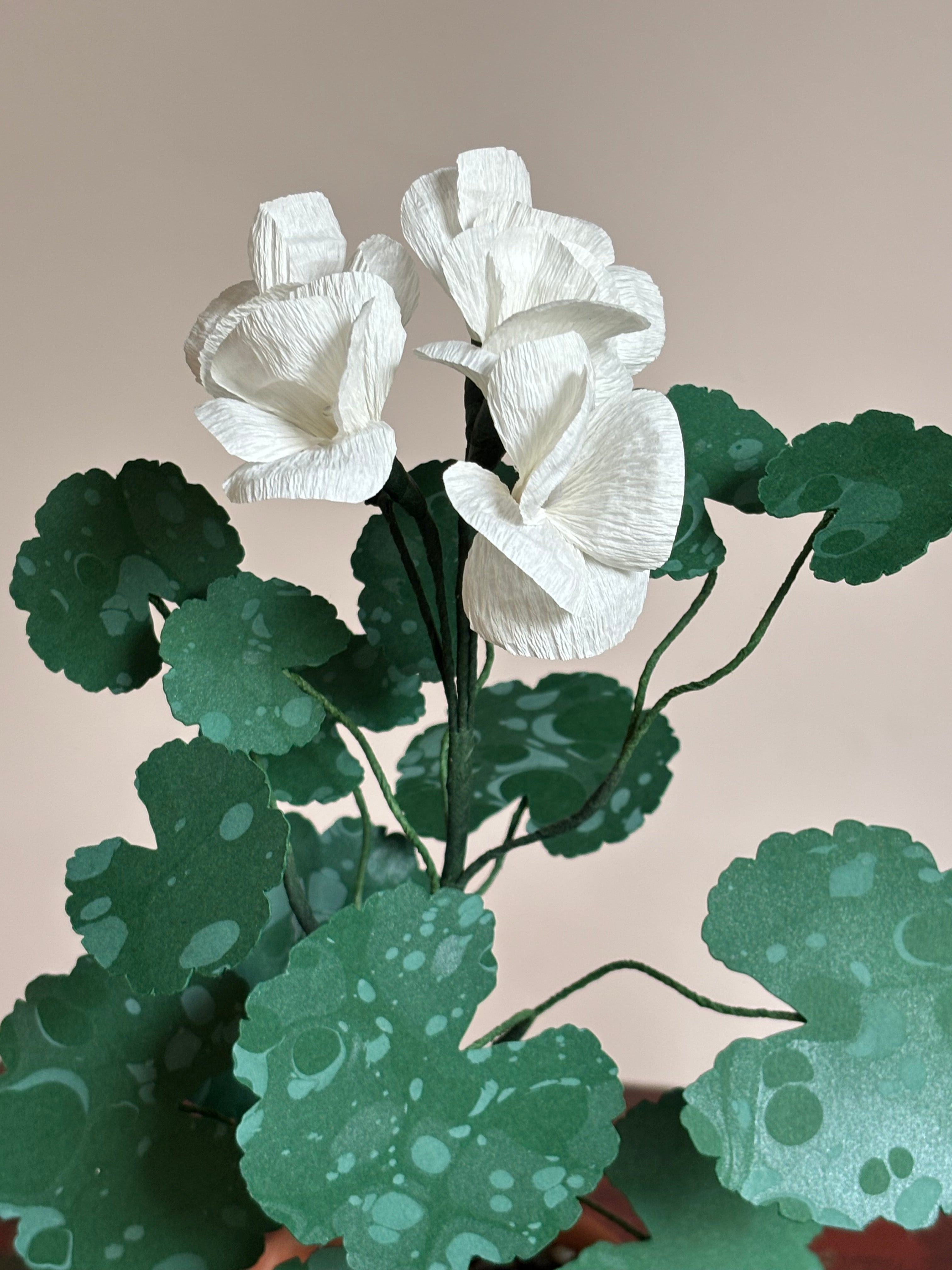 Paper Geranium