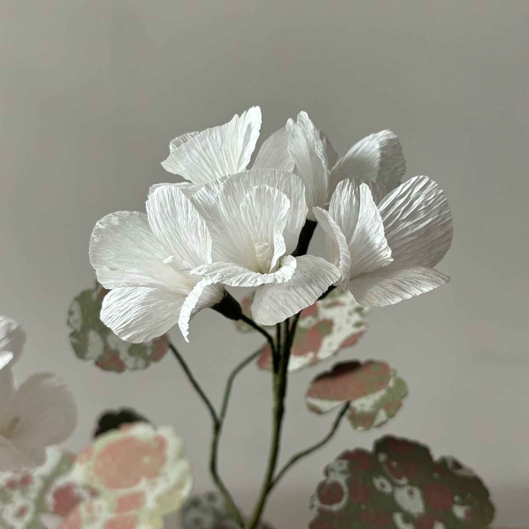 Paper Geranium