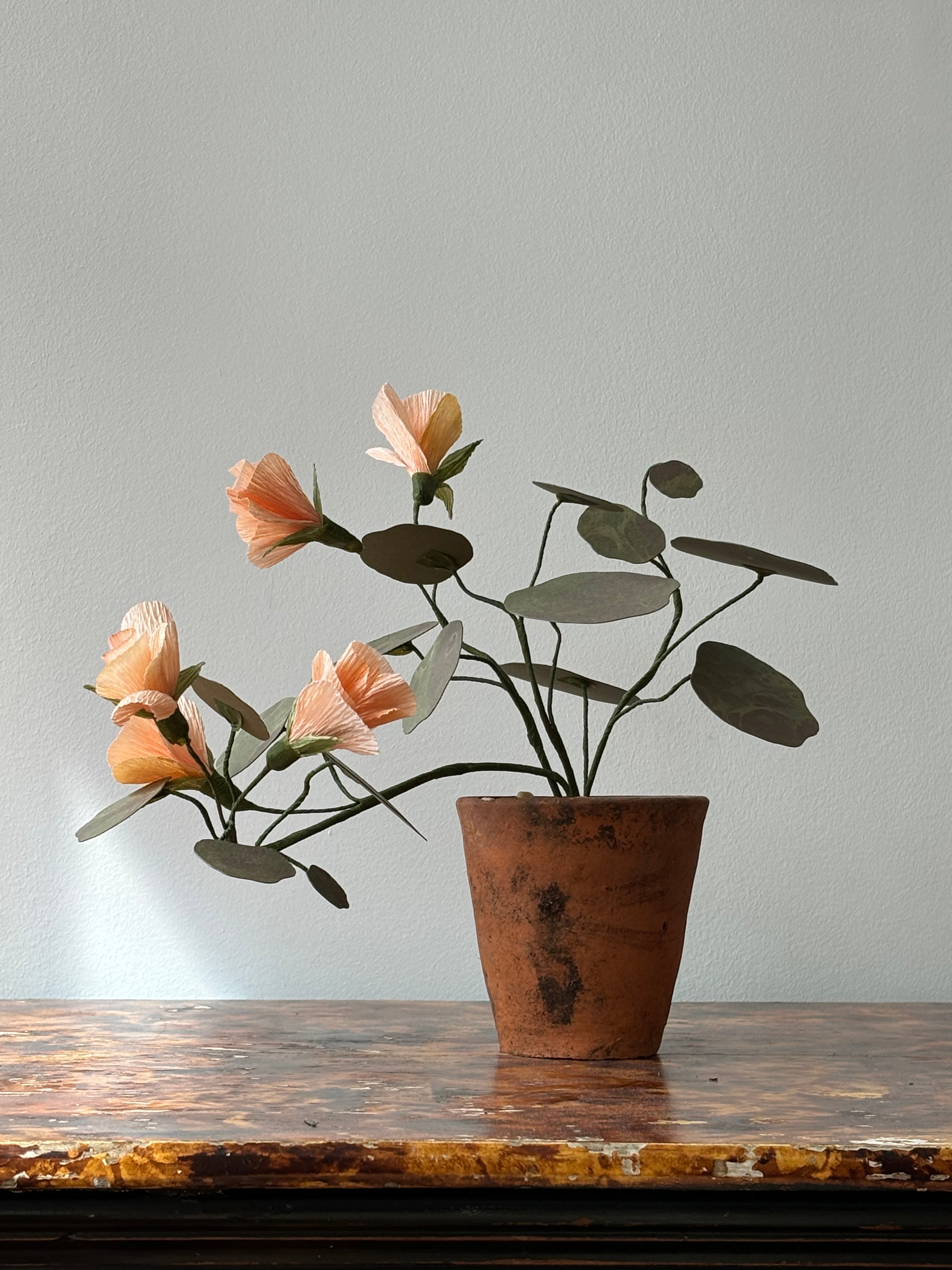 Nasturtium, trailing
