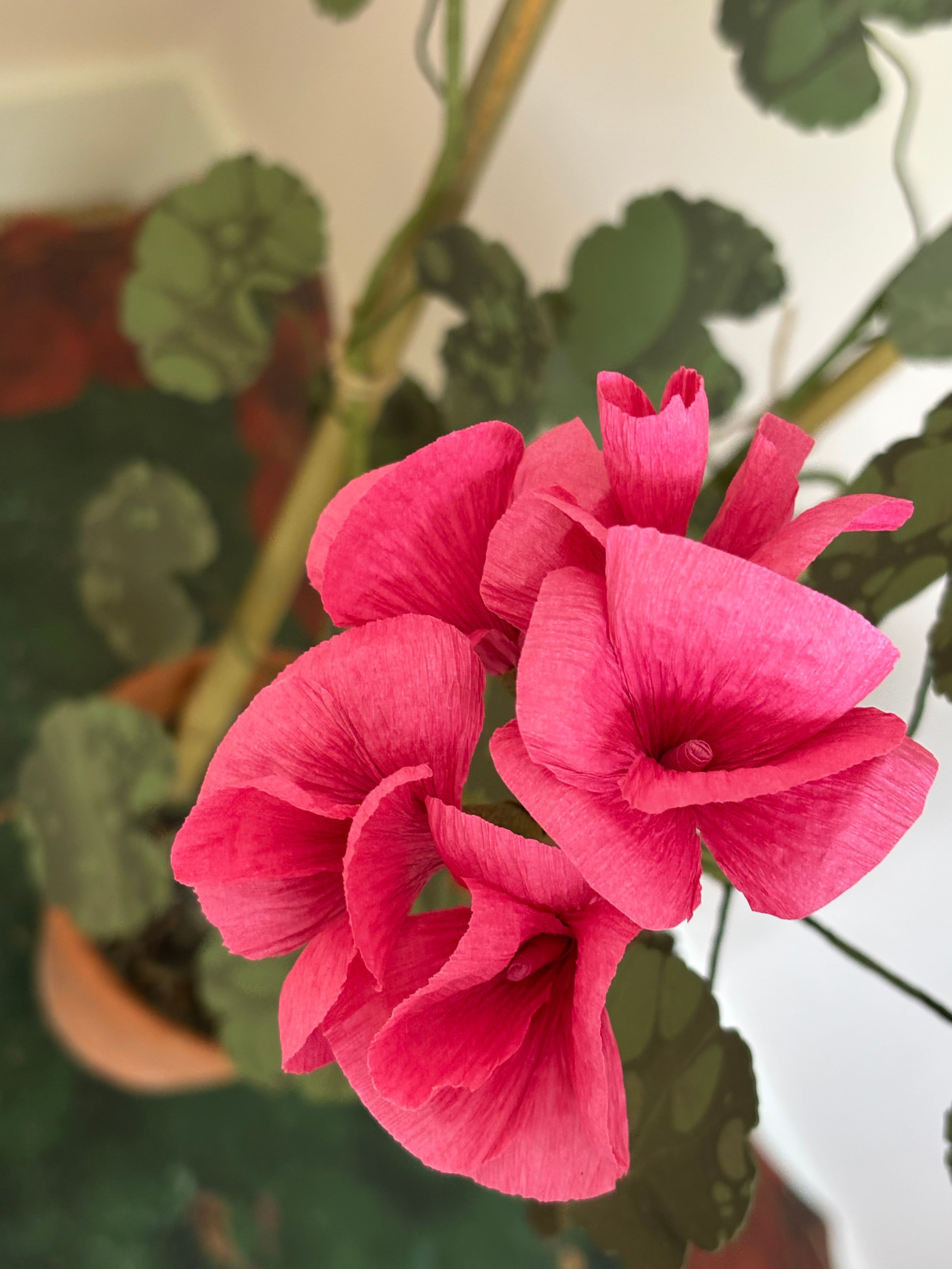 Paper Geranium