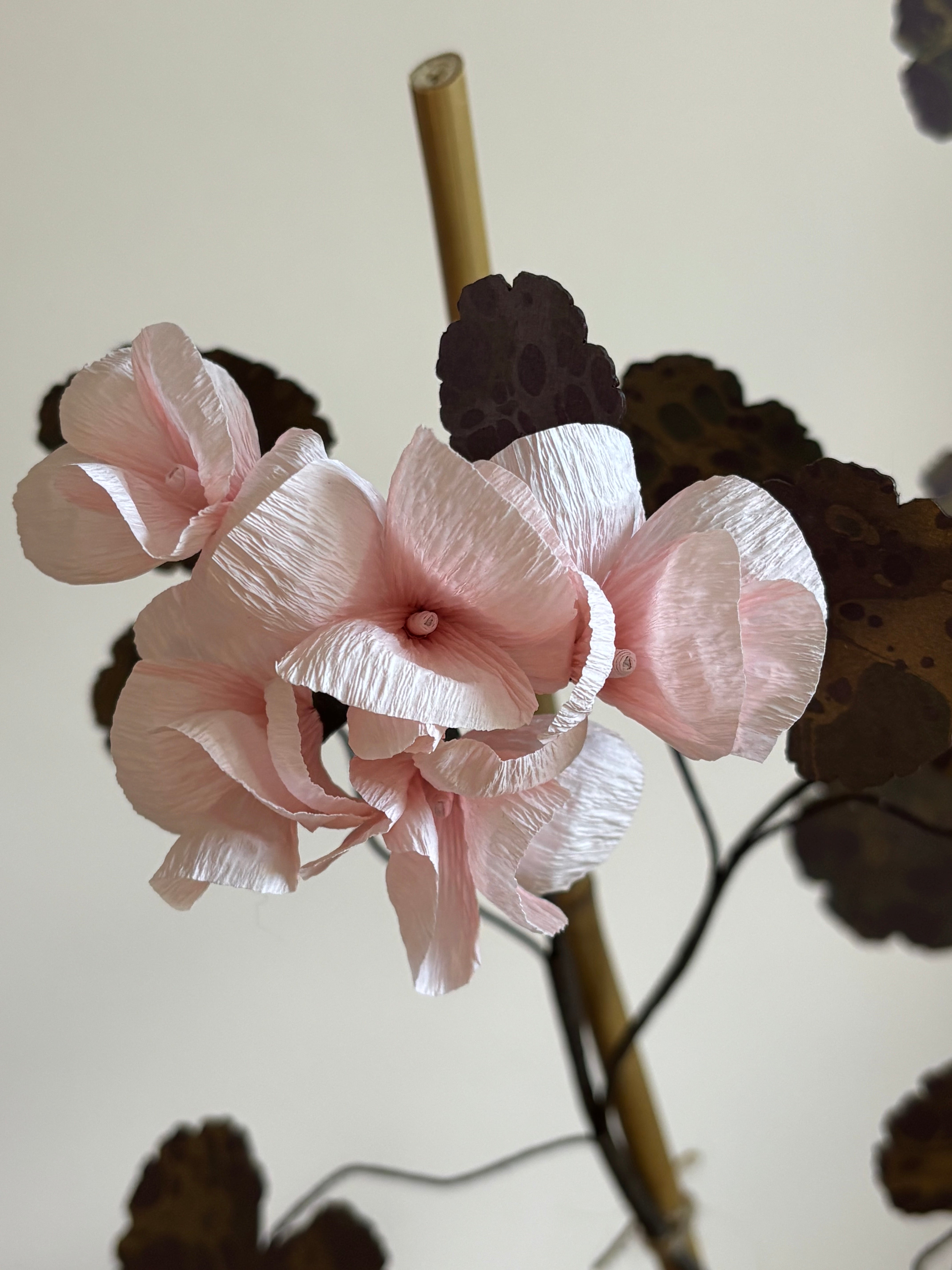 Paper Geranium