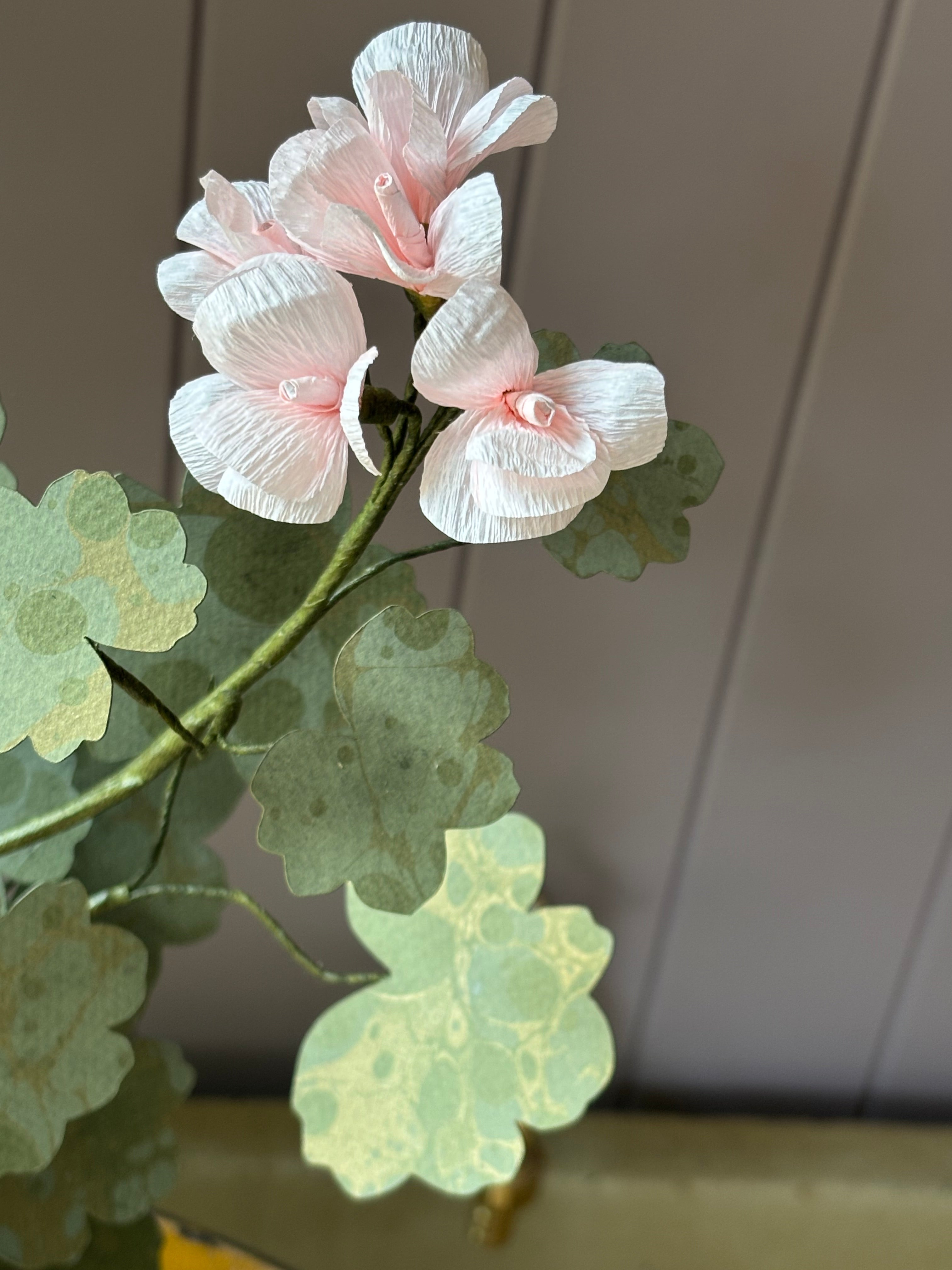 Paper geranium