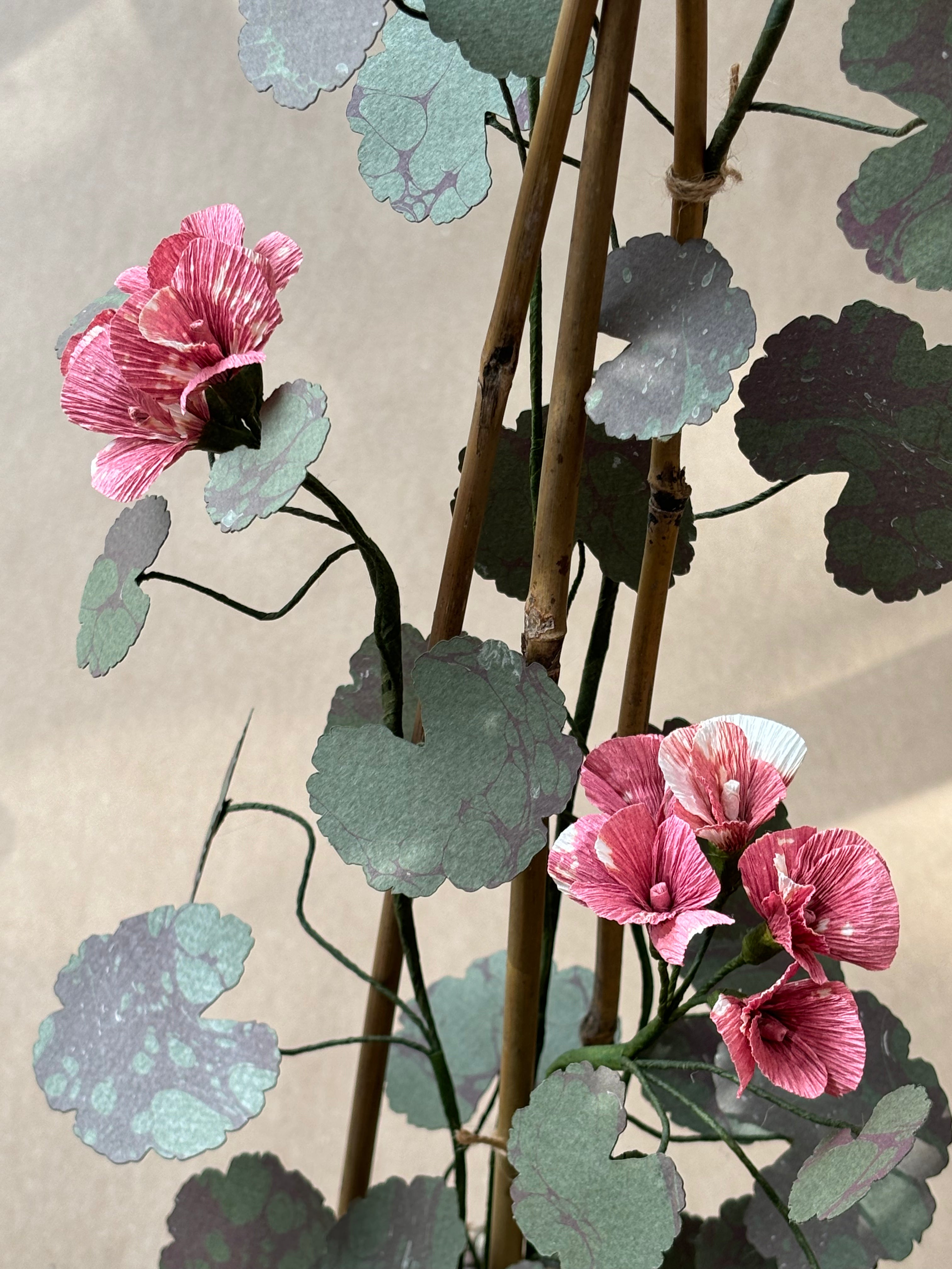 Geranium