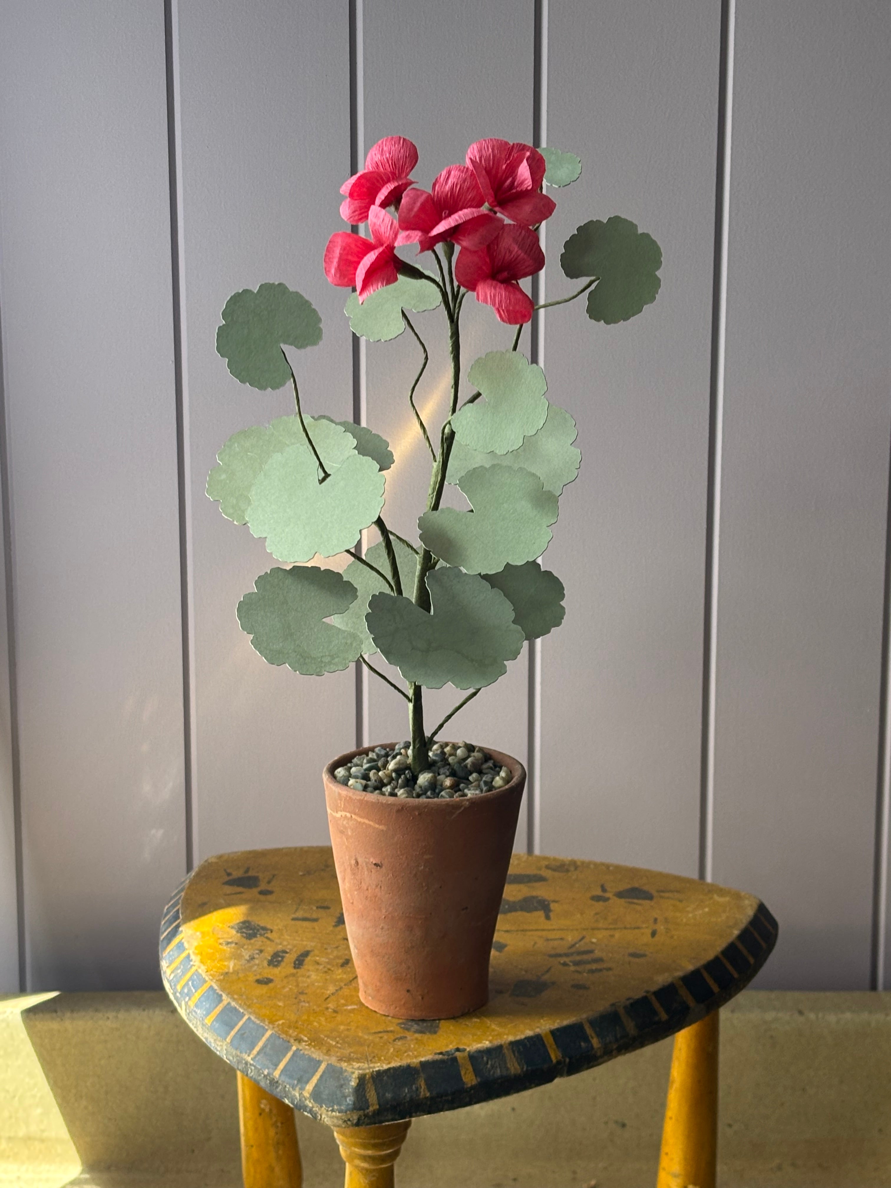 Paper geranium