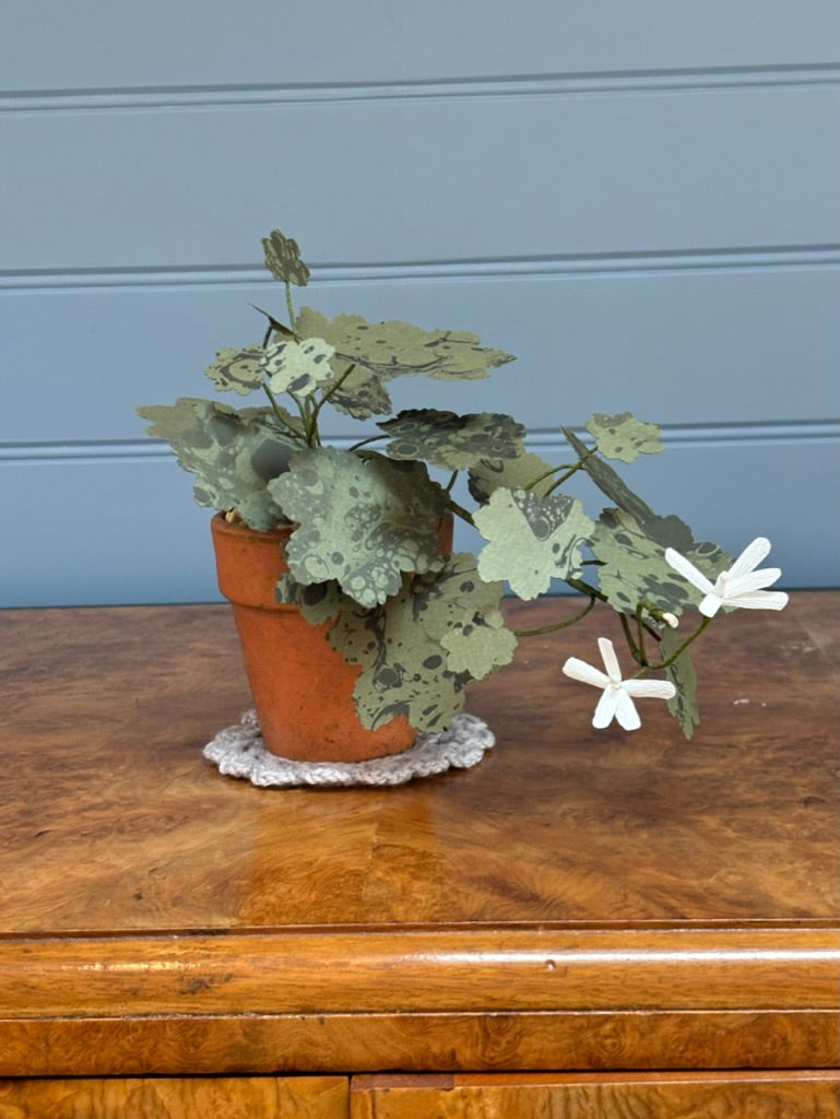 Geranium, trailing mini