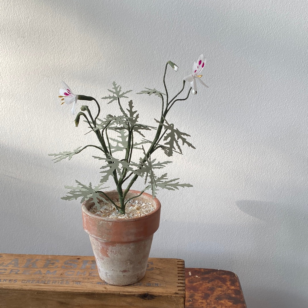 Paper Geranium