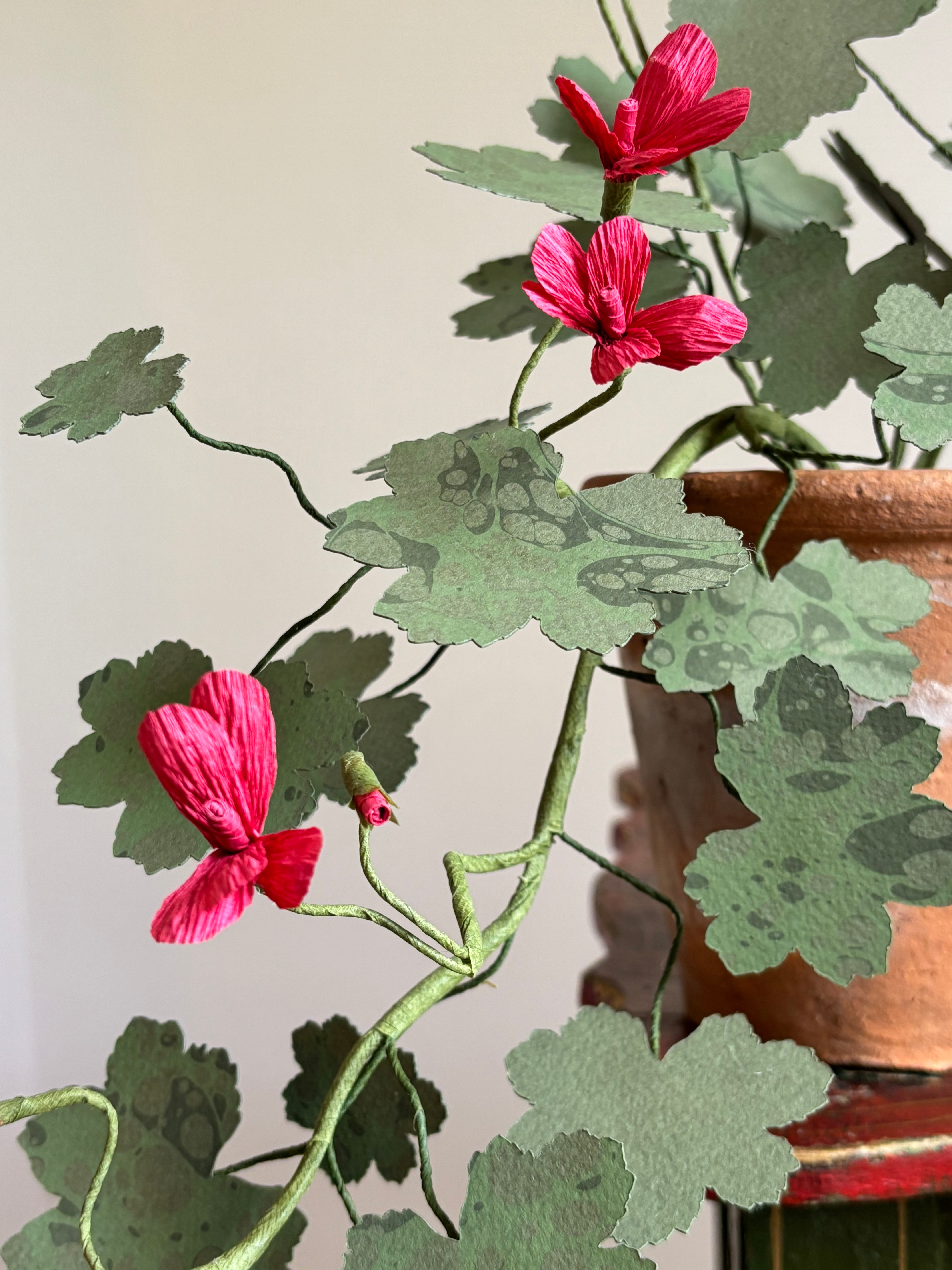 Paper Geranium, trailing