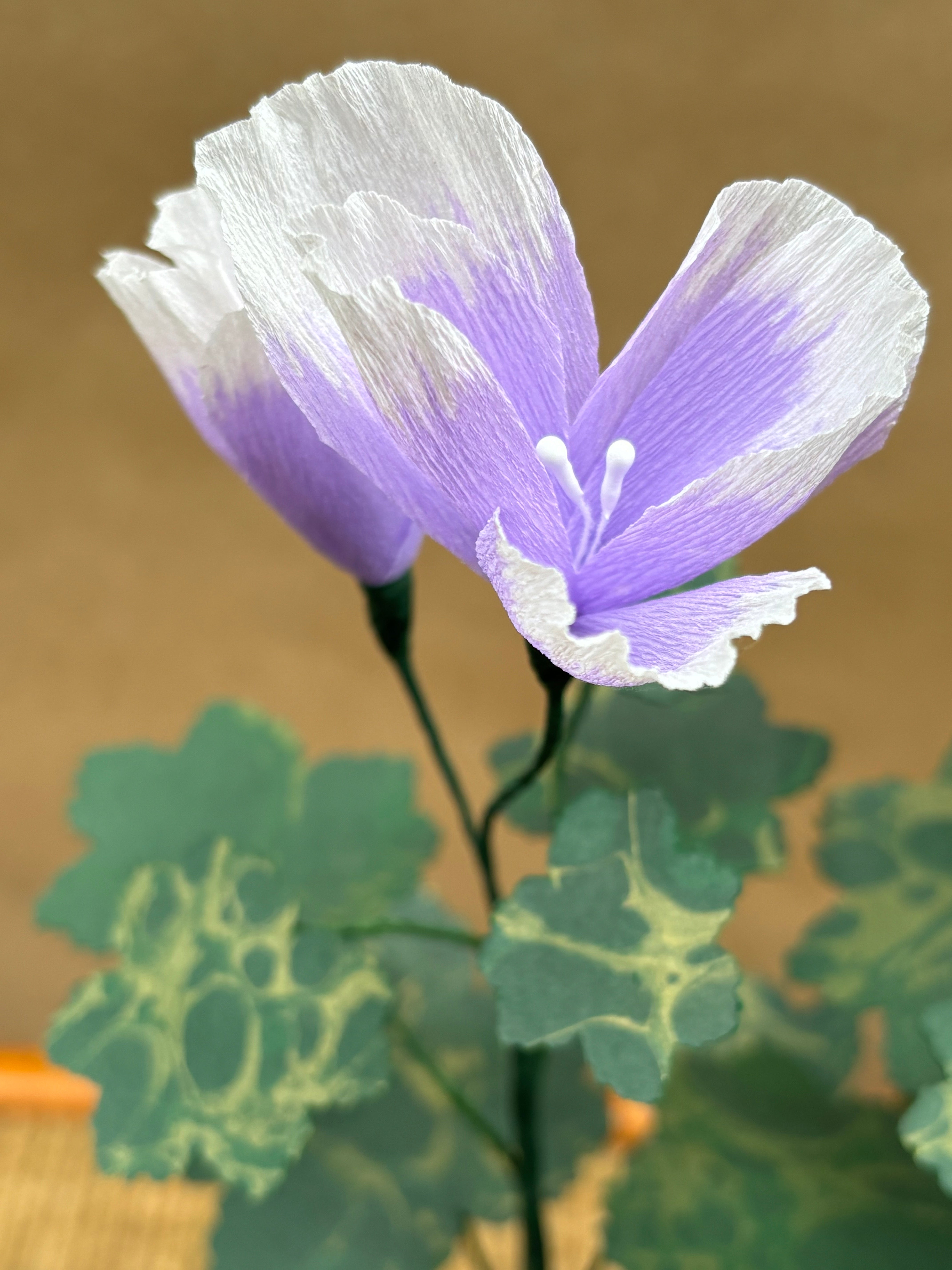 Paper Geranium