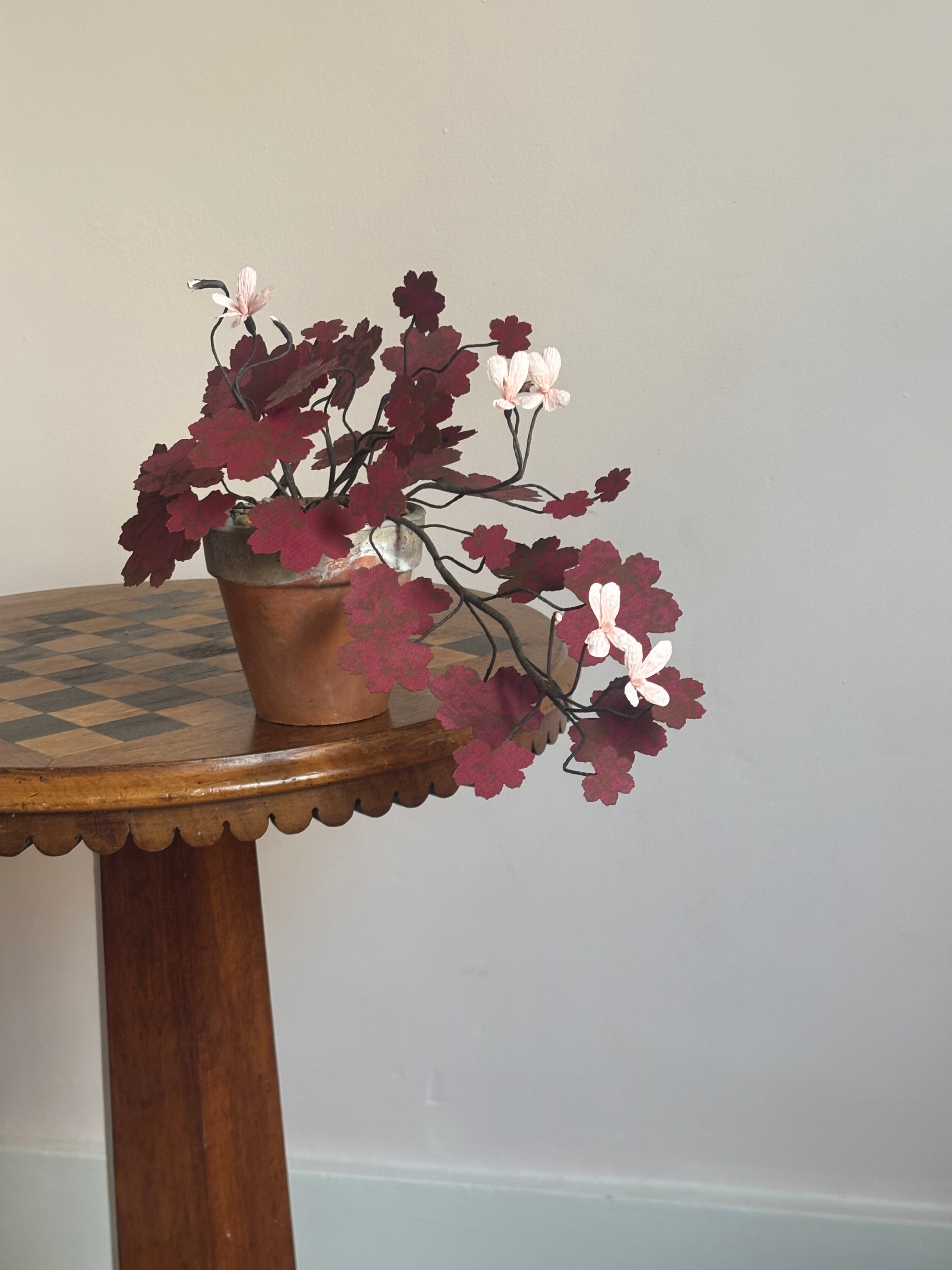 Paper Geranium, trailing