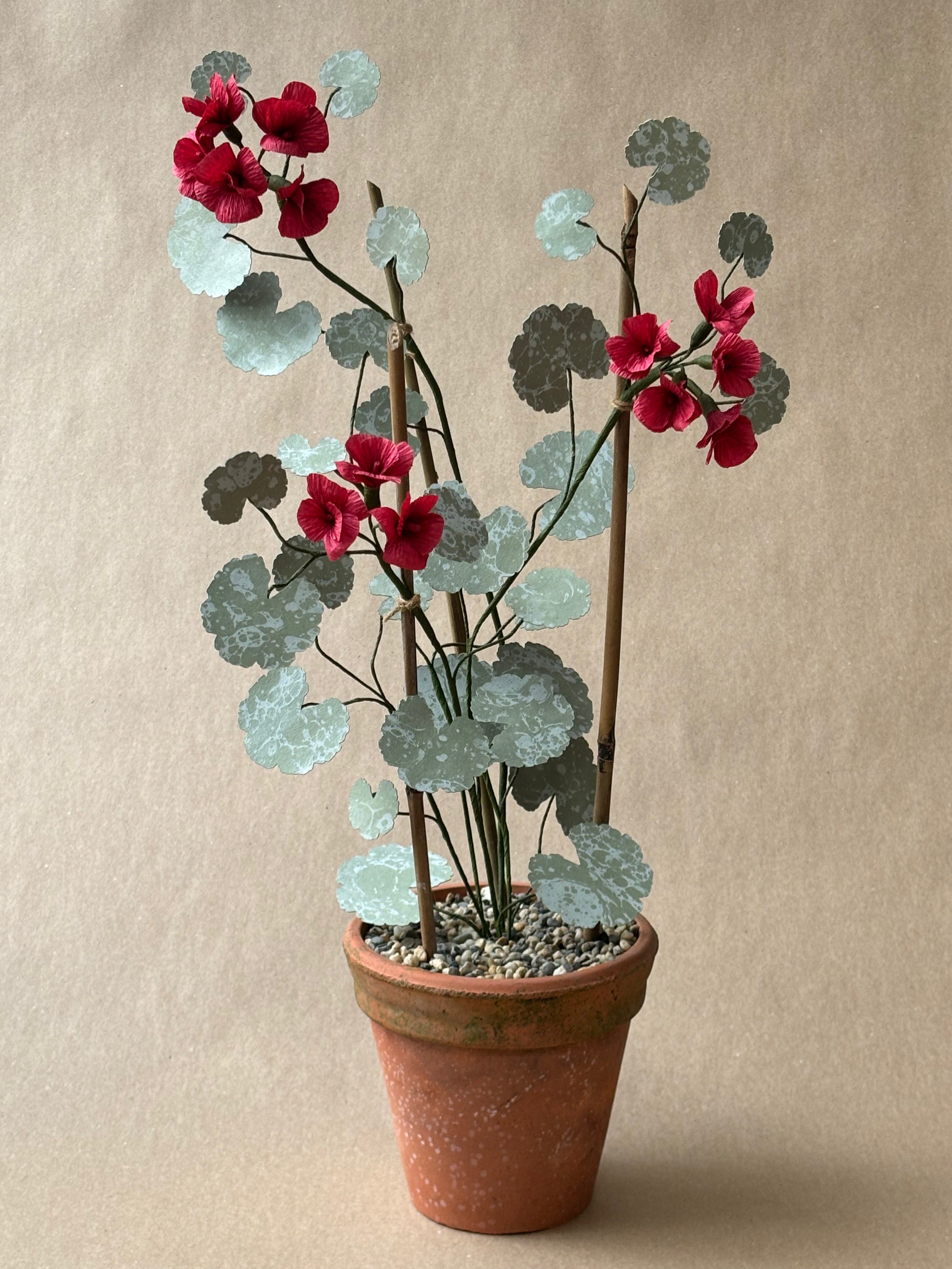 Geranium