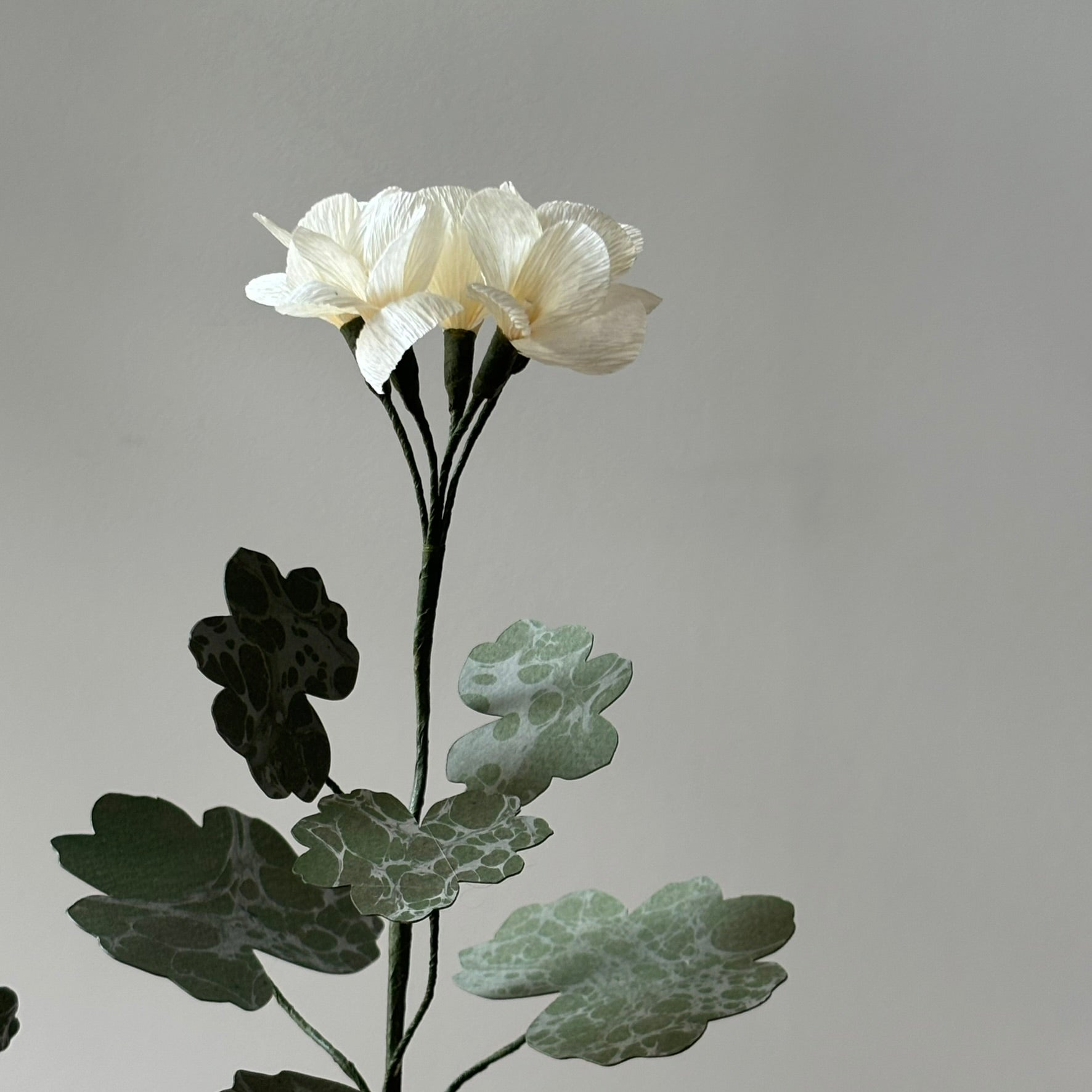 Paper Geranium