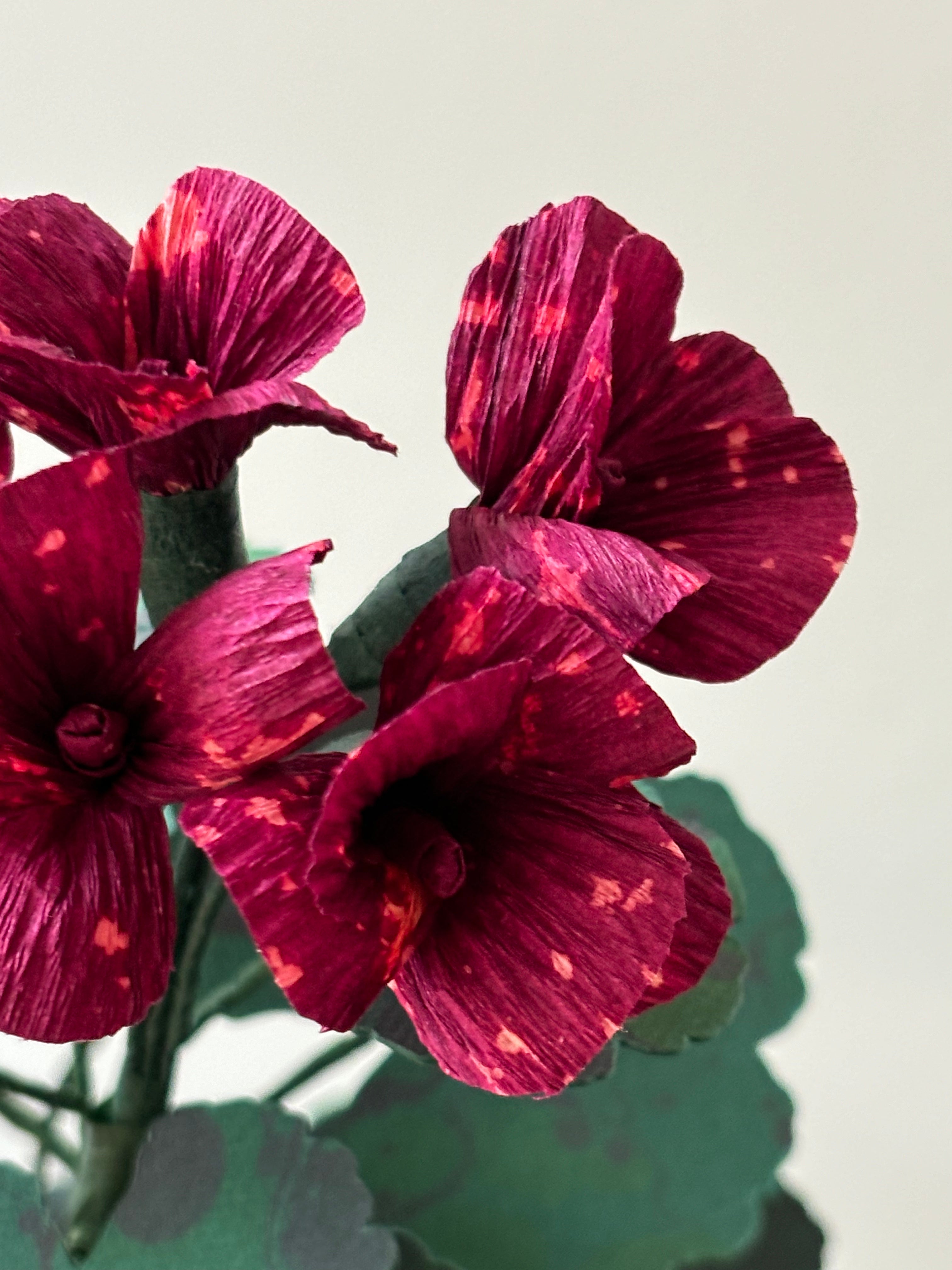 Geranium