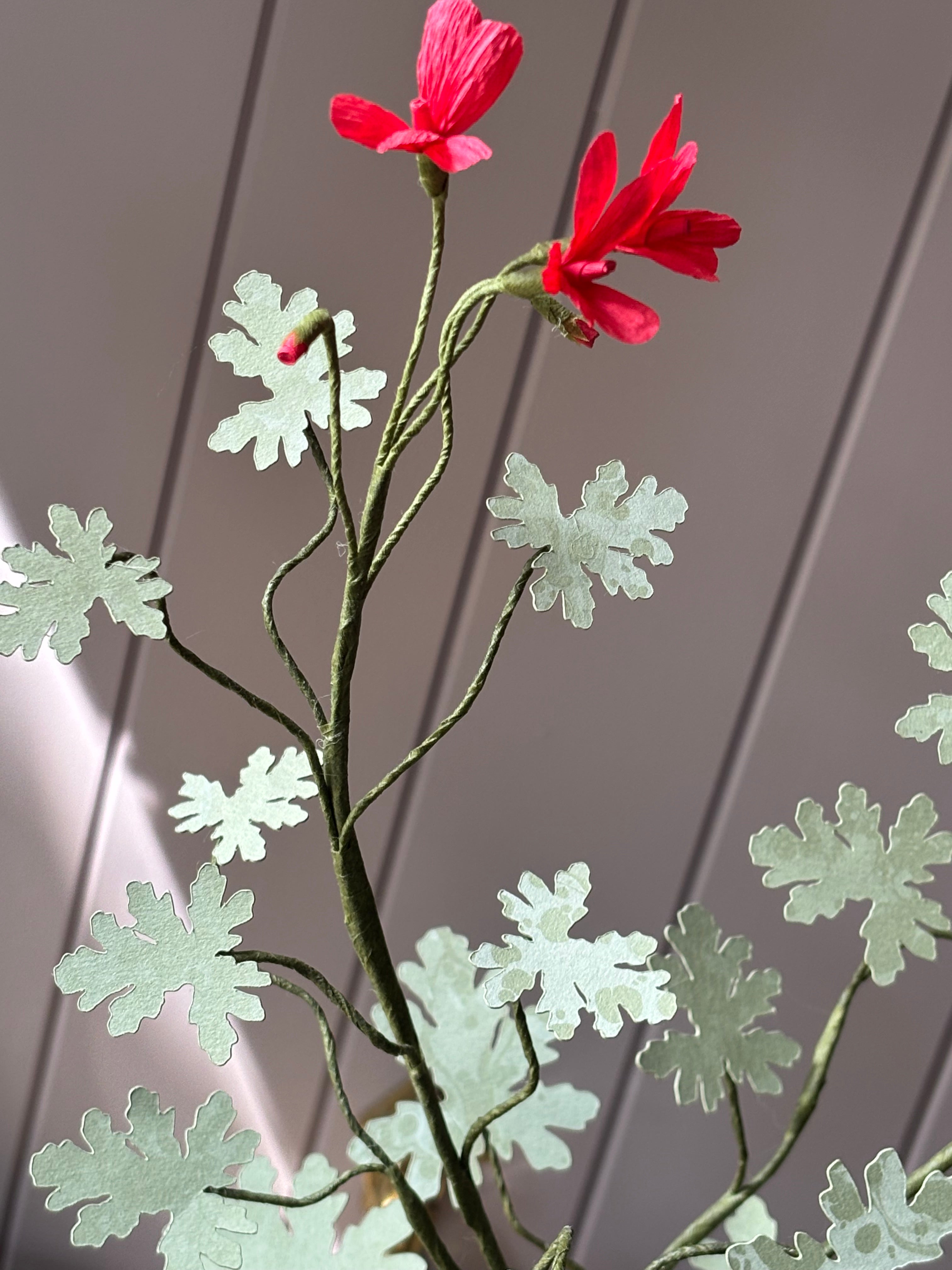 Paper geranium