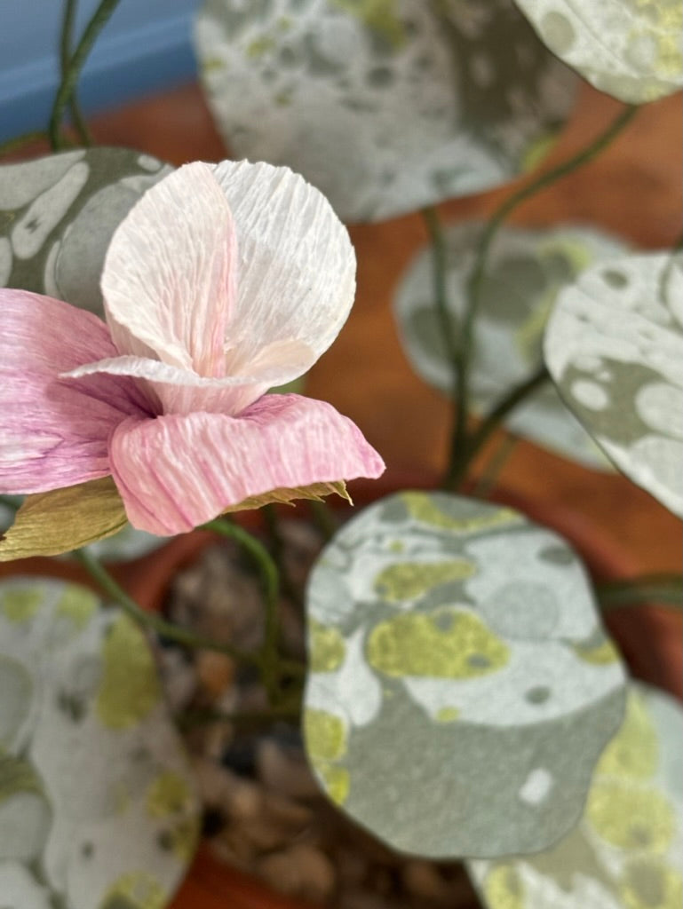 Nasturtium