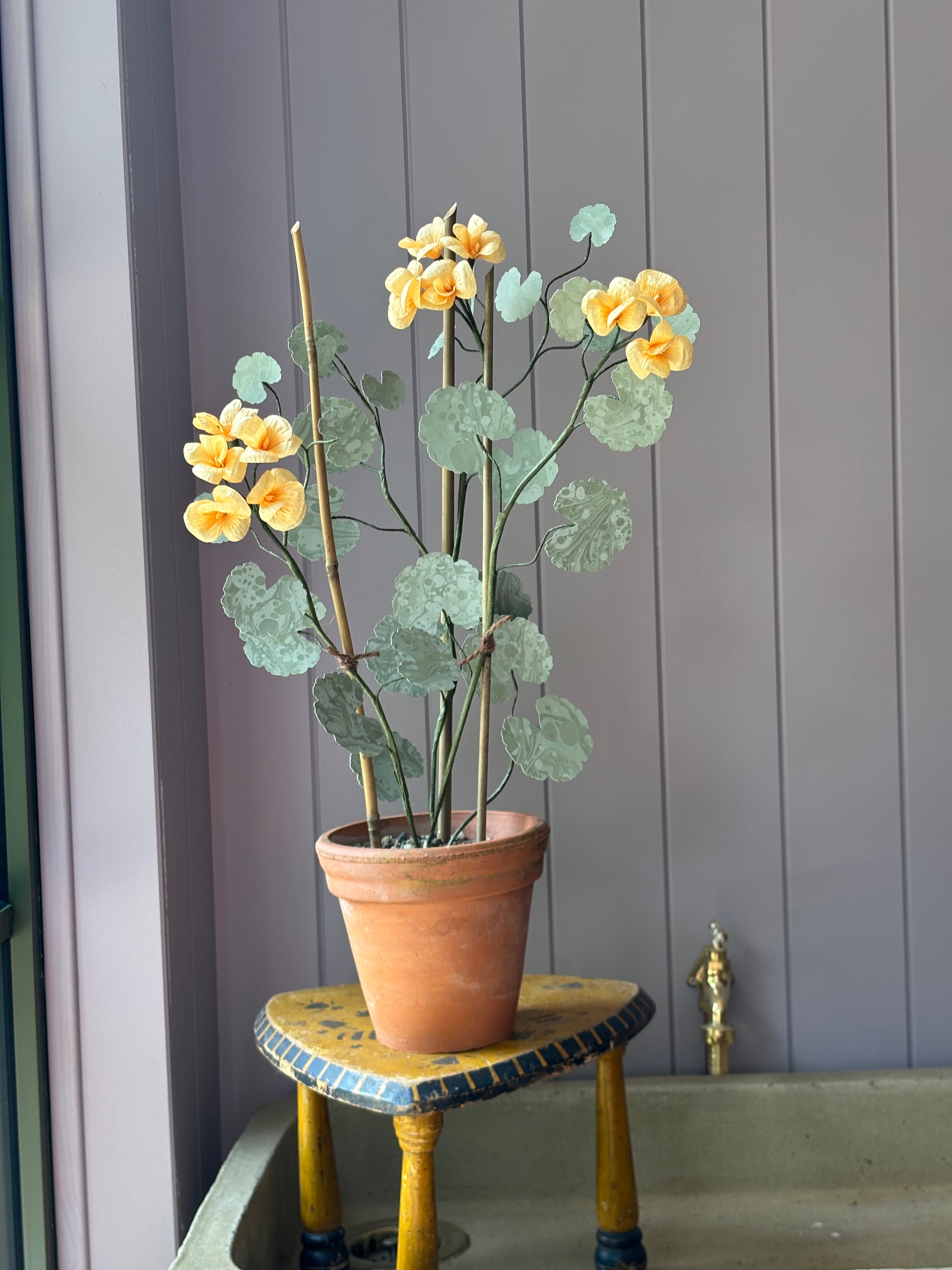 Paper geranium