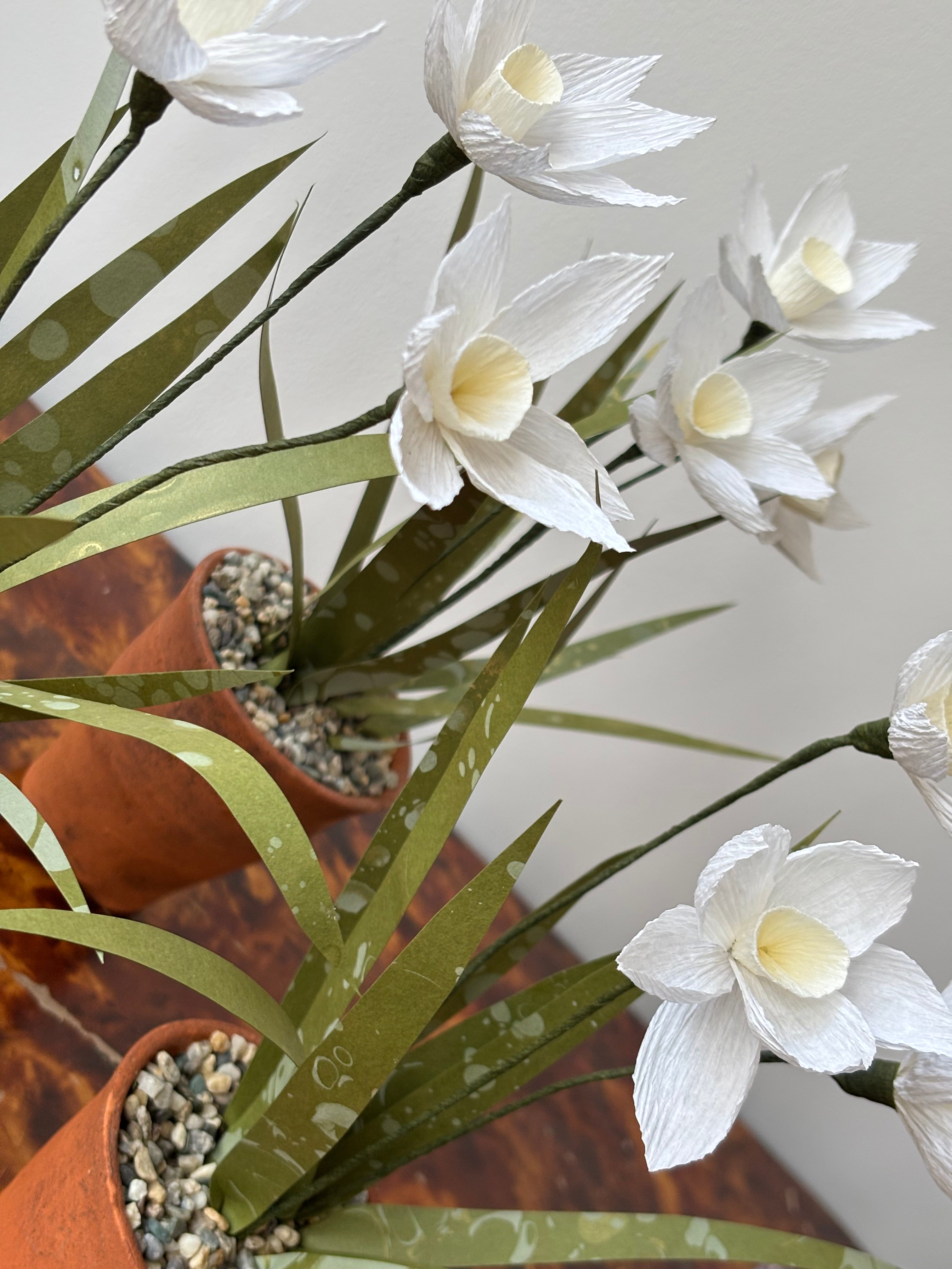 Paper Narcissus