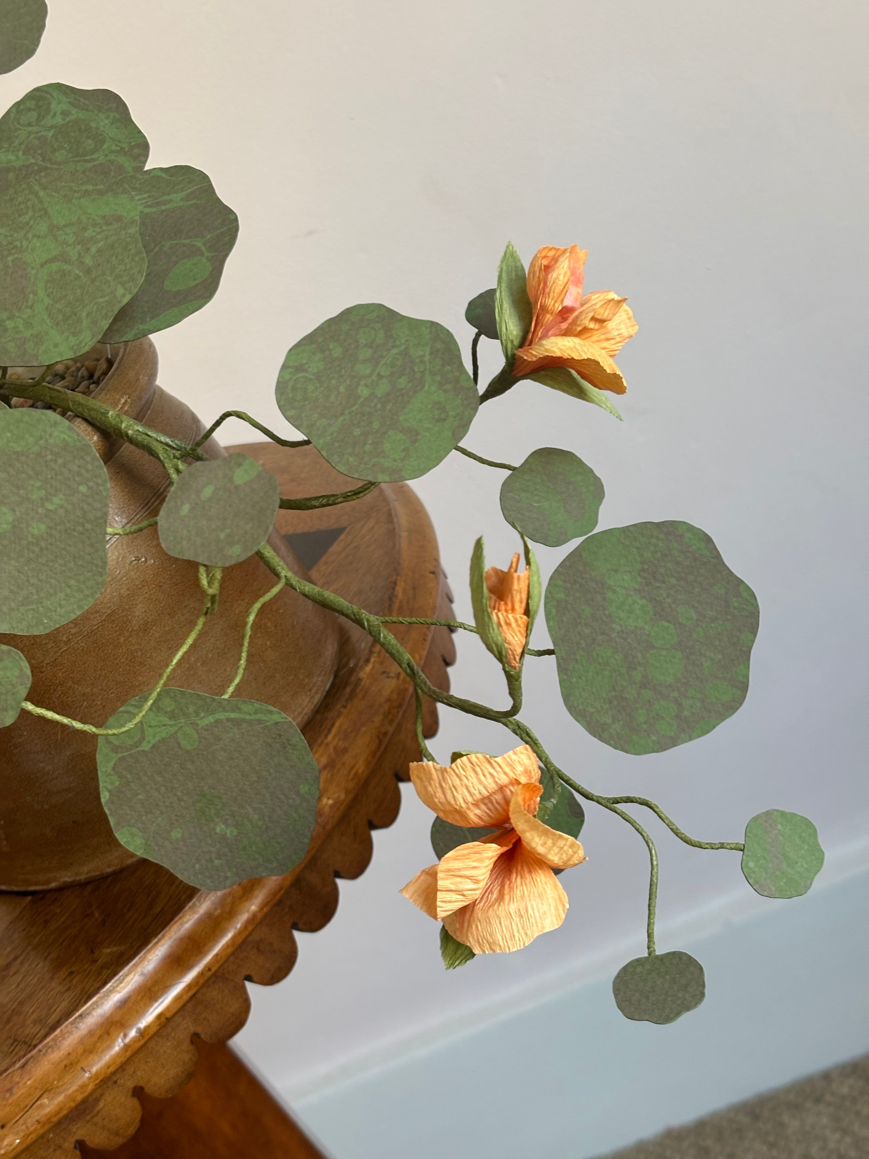 Nasturtium, trailing