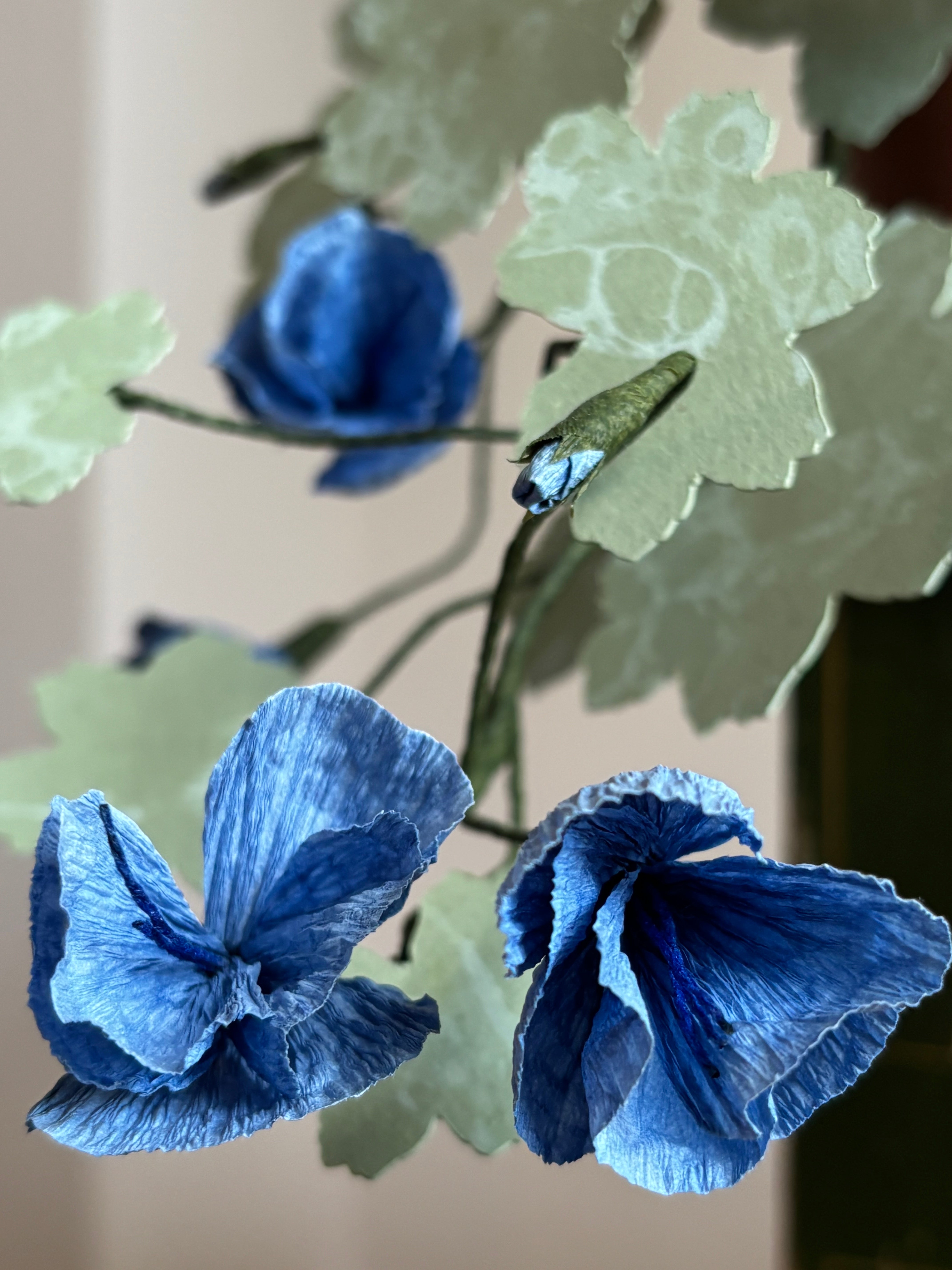 Paper hardy Geranium, trailing