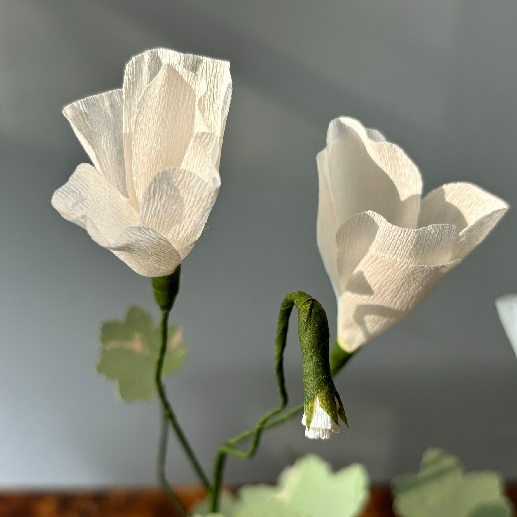 Paper Geranium