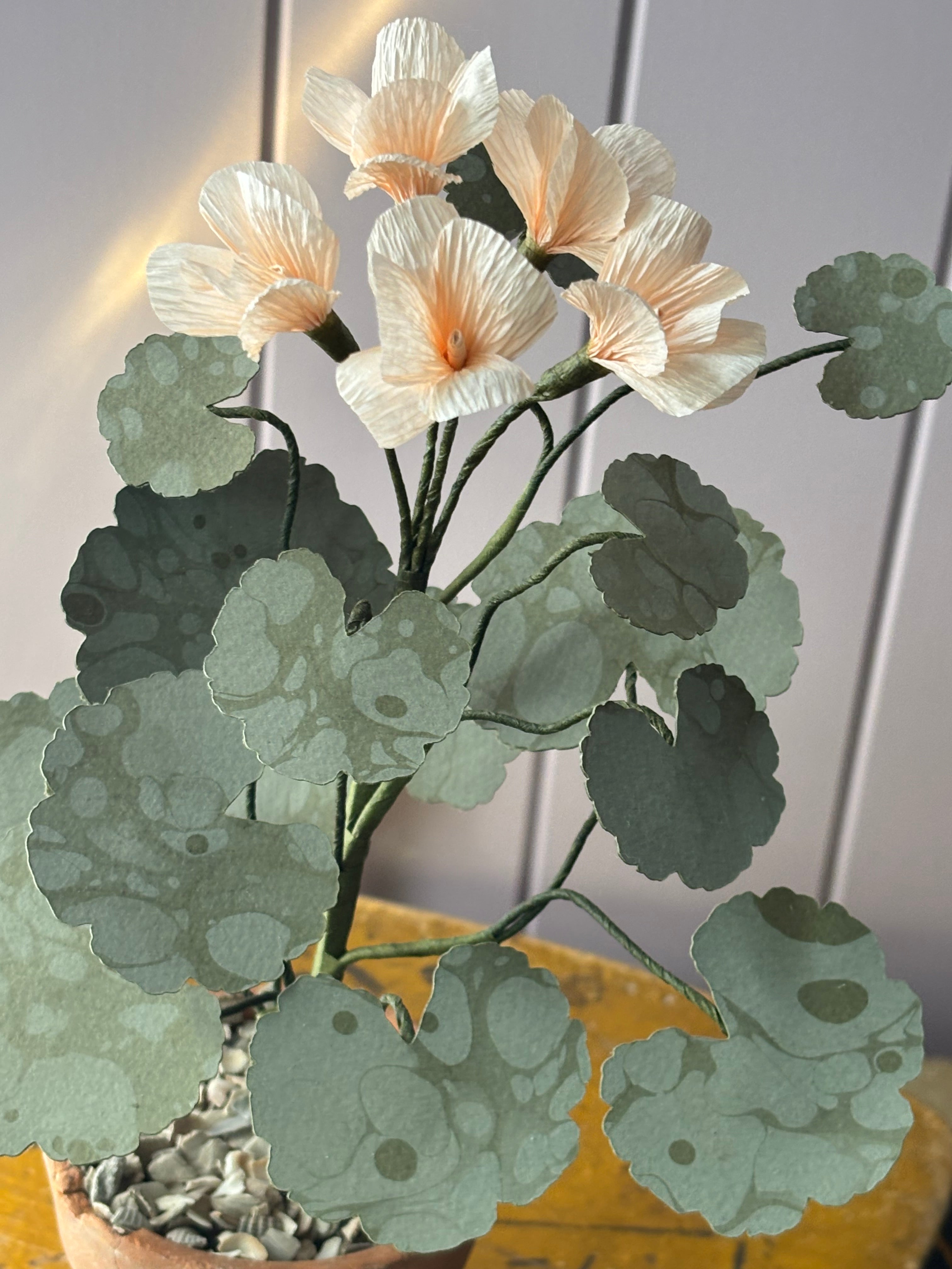Paper geranium
