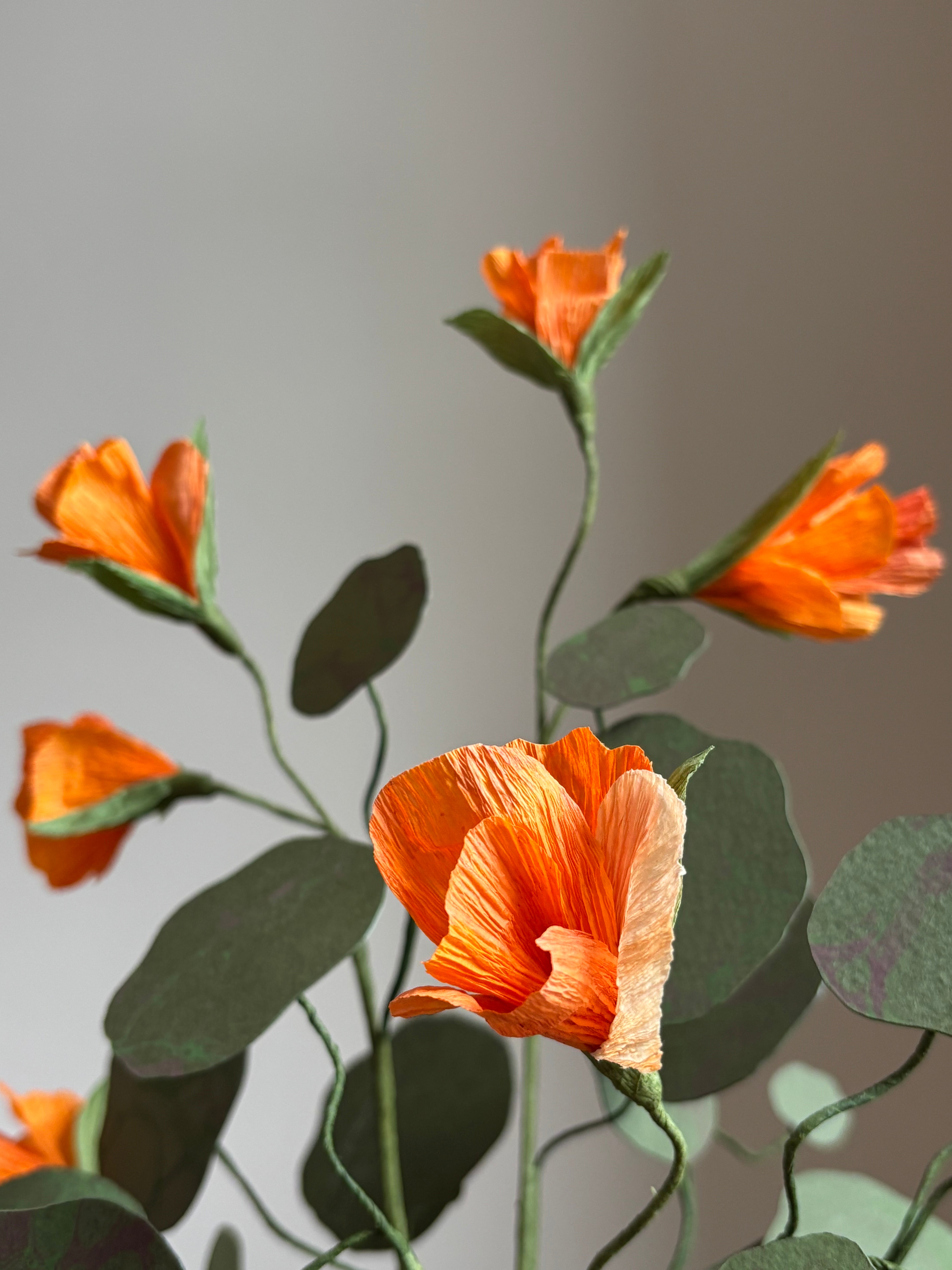 Nasturtium, trailing