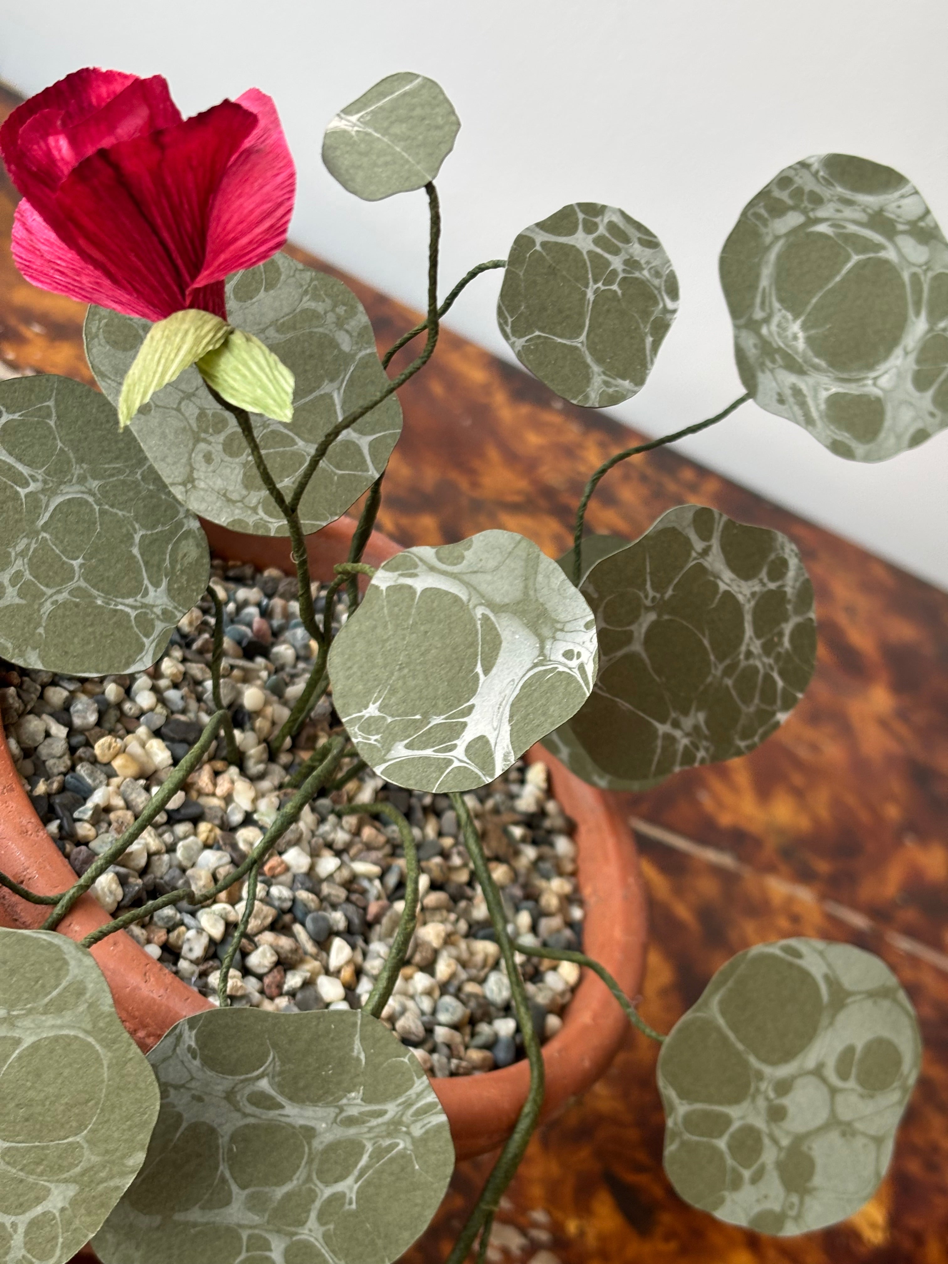 Paper nasturtium, trailing
