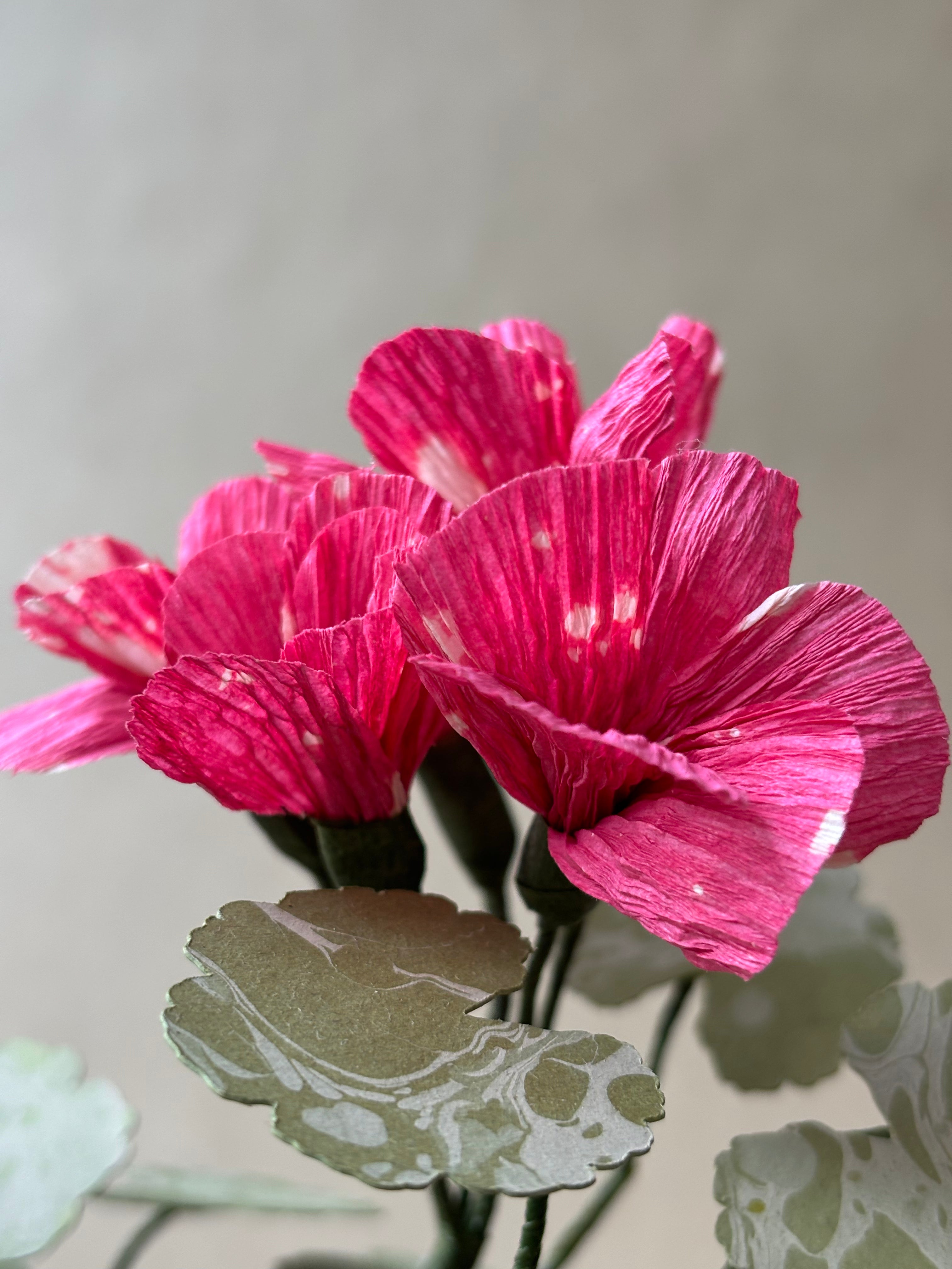 Geranium