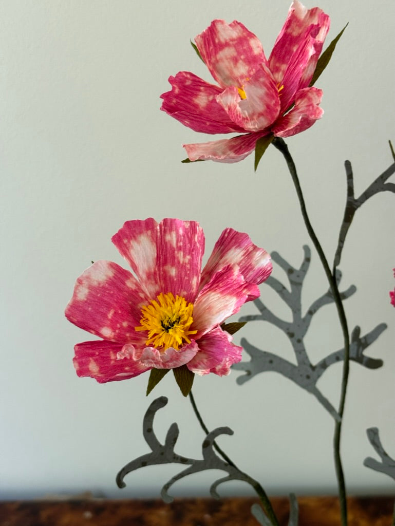 Cosmos