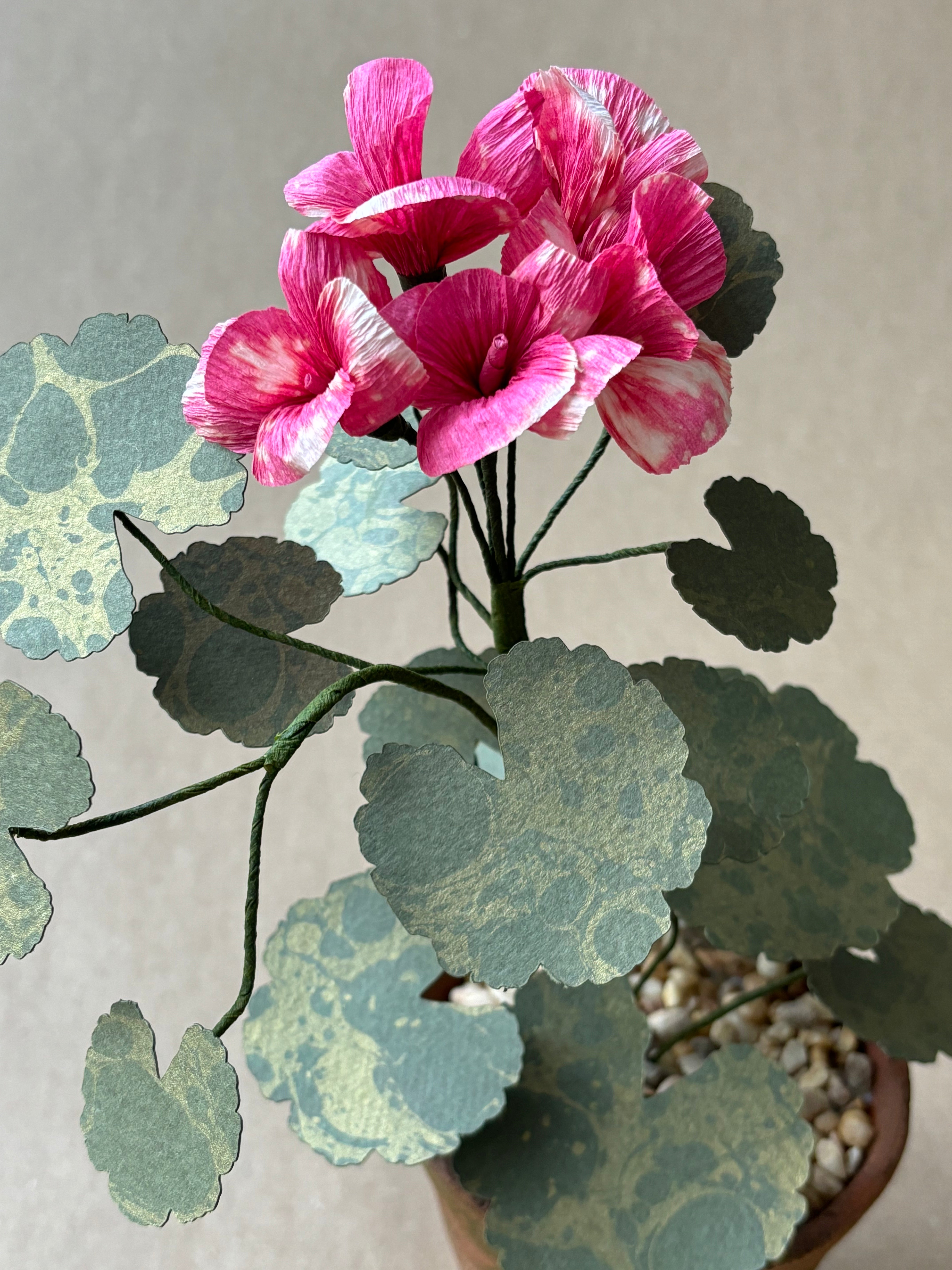 Geranium