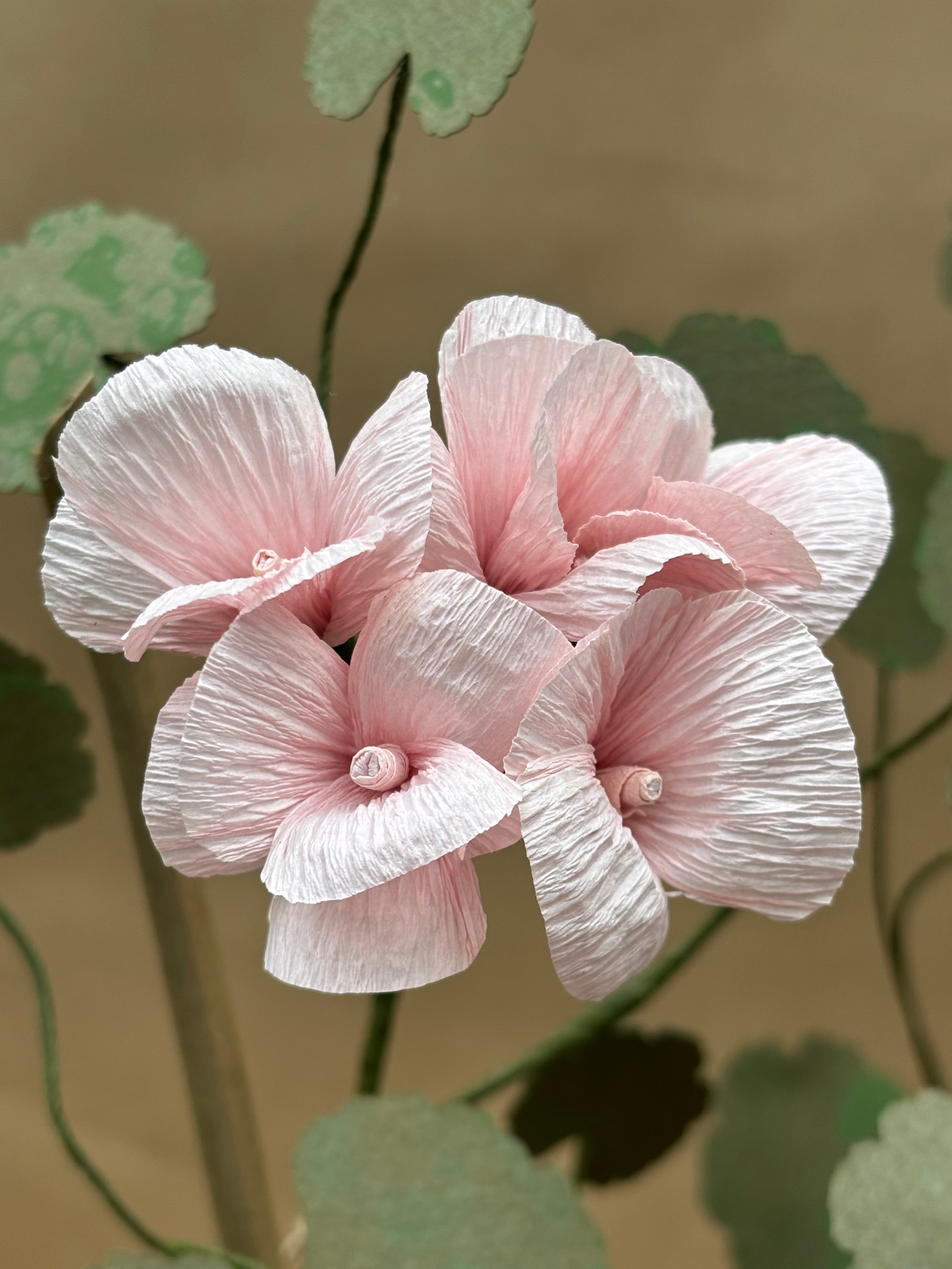 Geranium