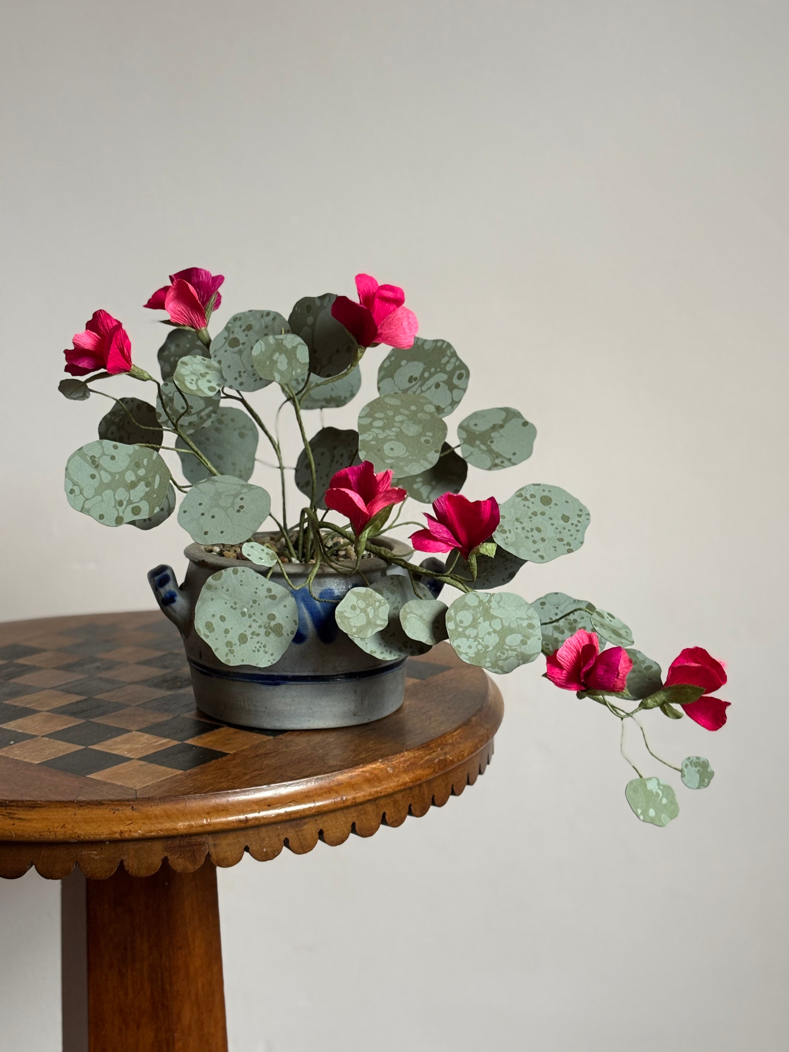 Nasturtium, trailing