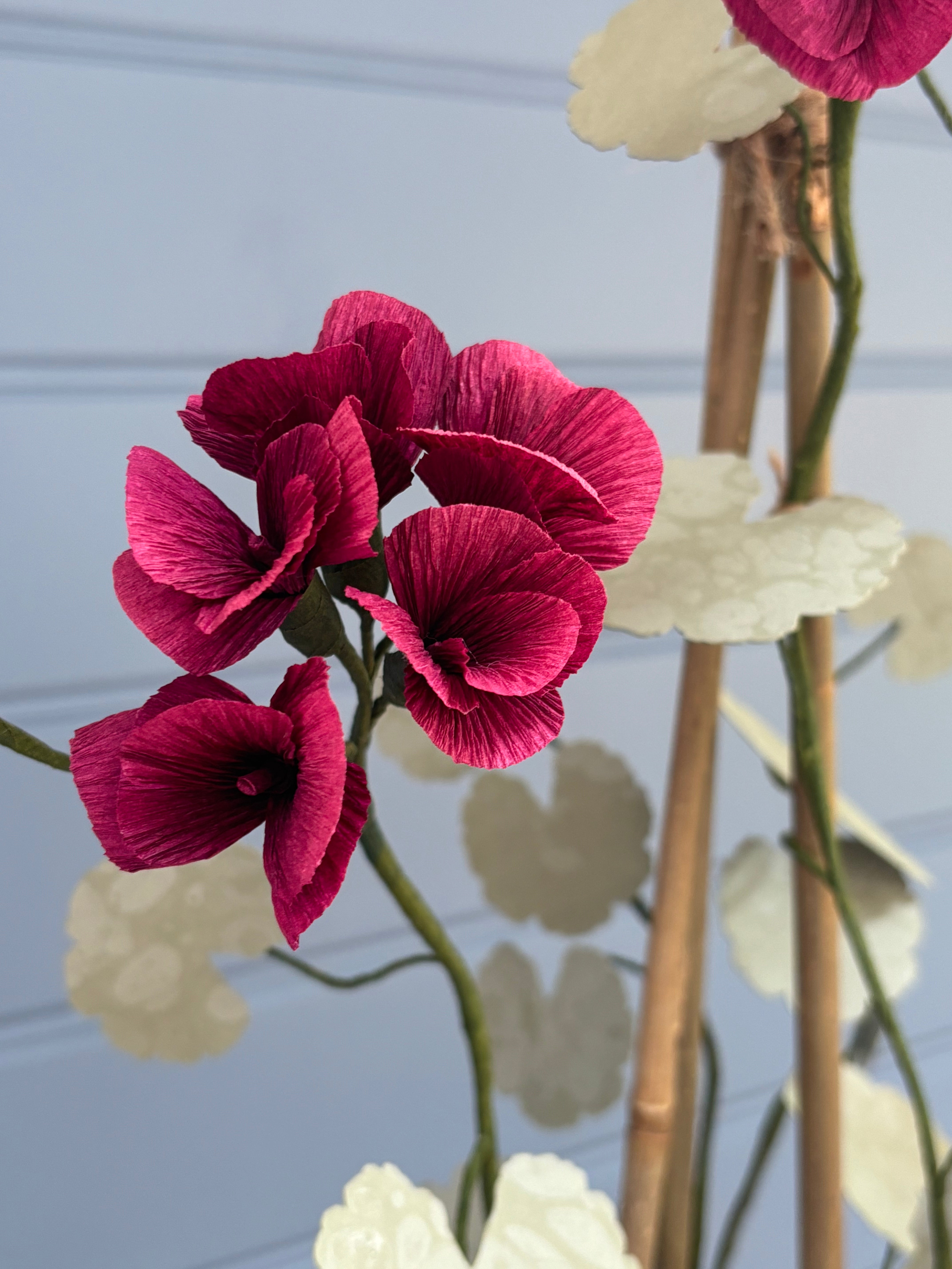 Geranium