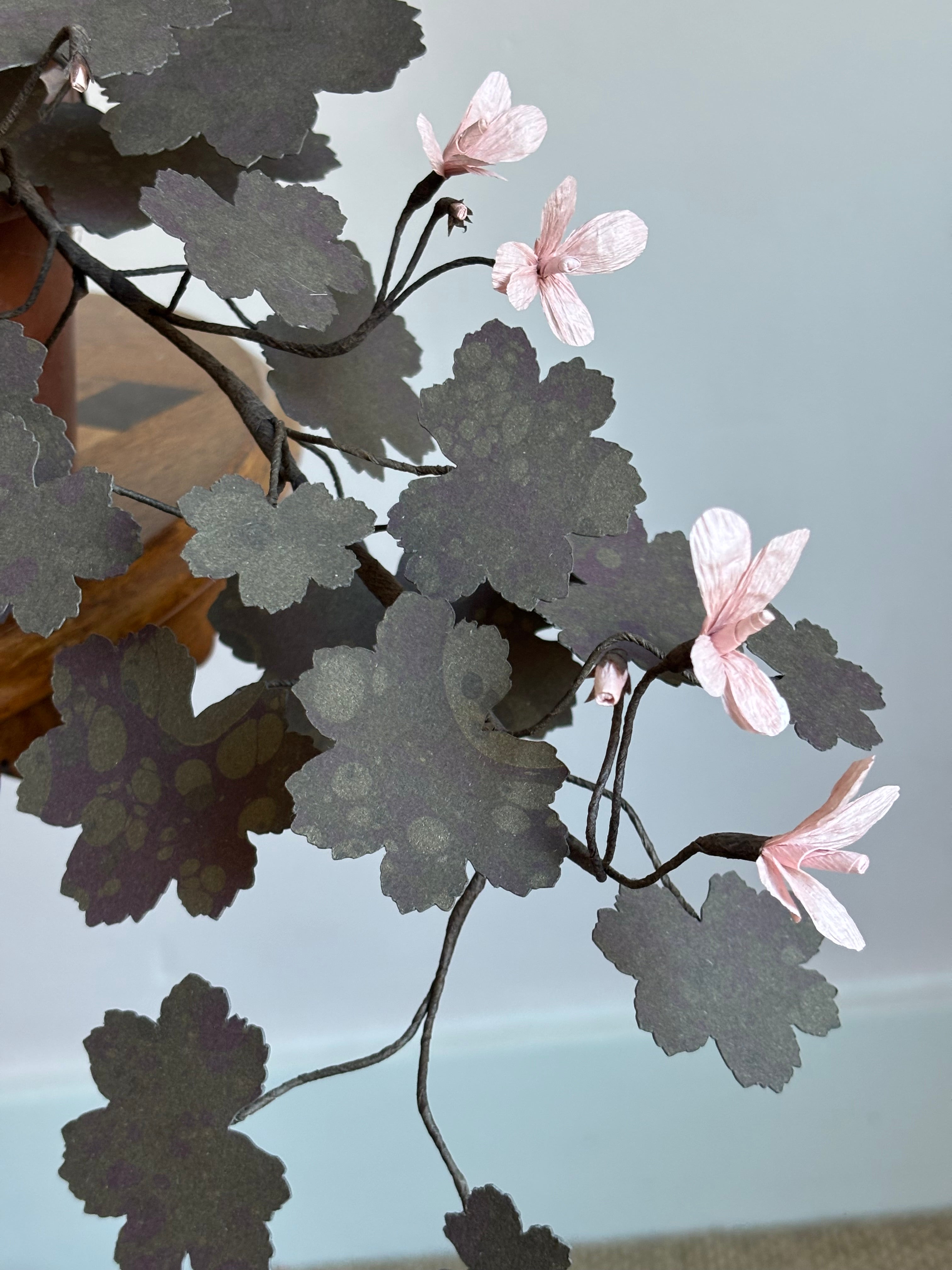 Paper Geranium, trailing