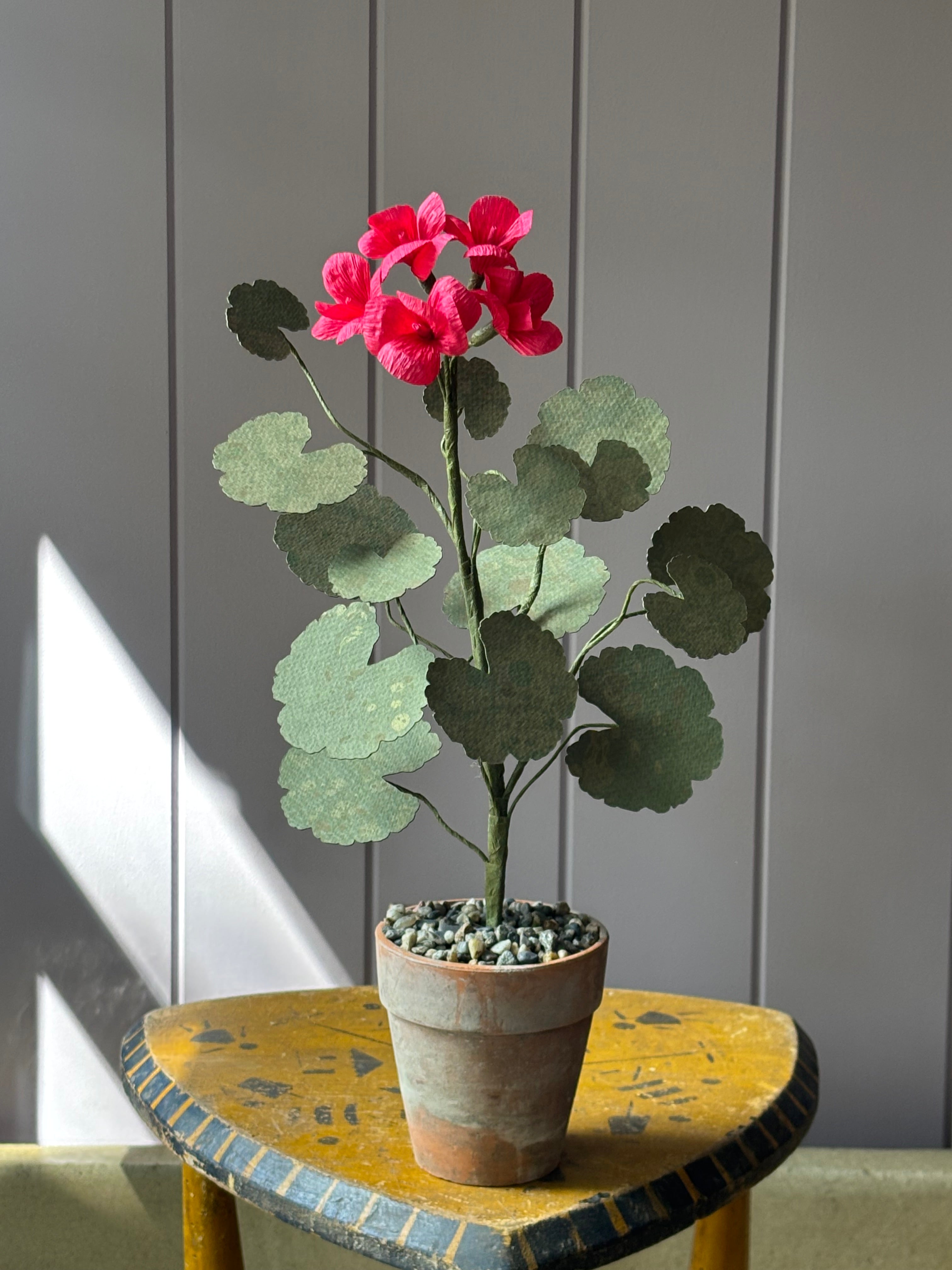 Paper geranium