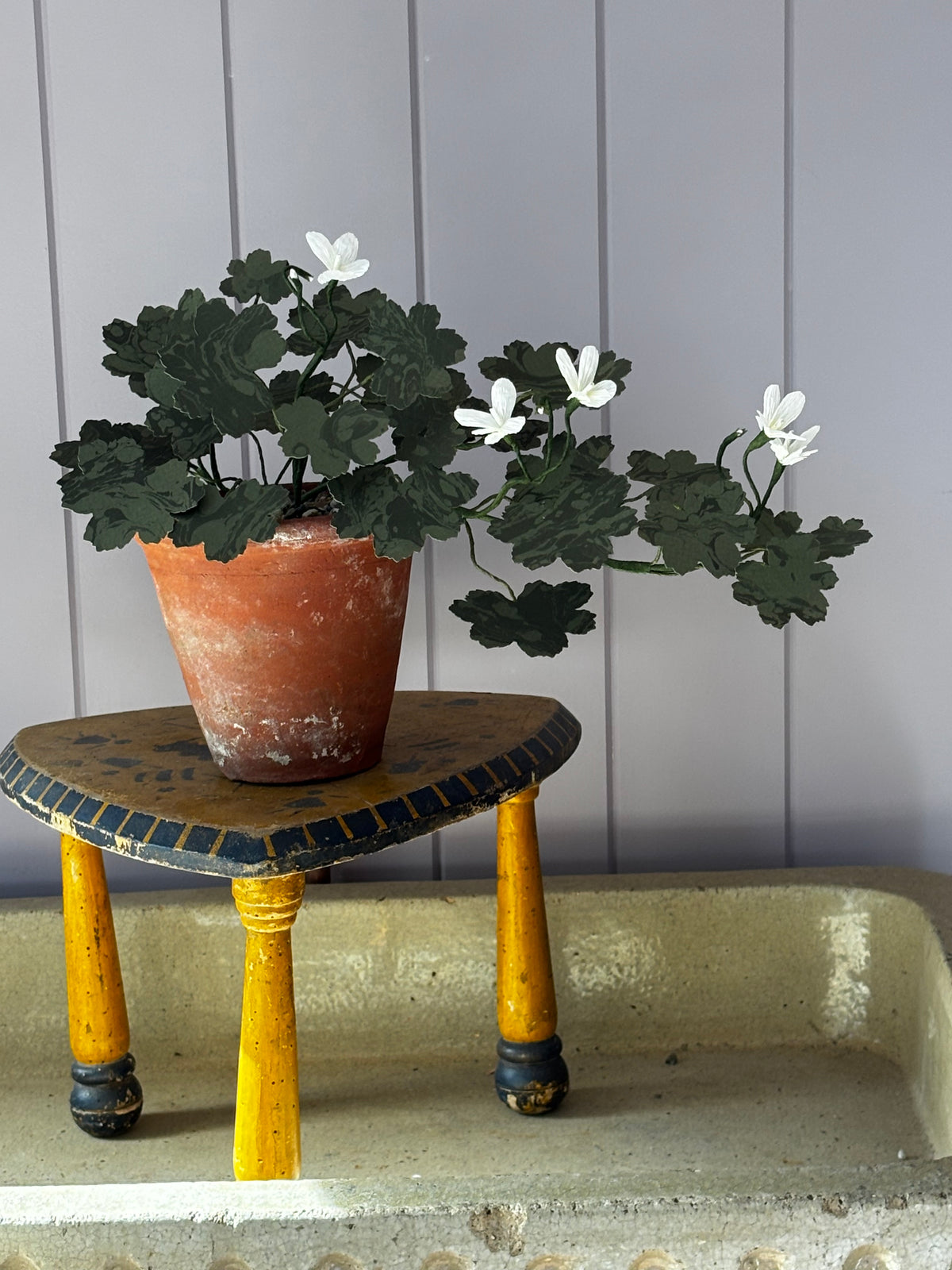 Paper geranium