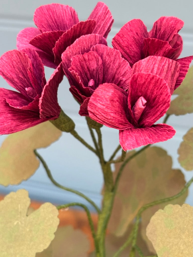 Geranium