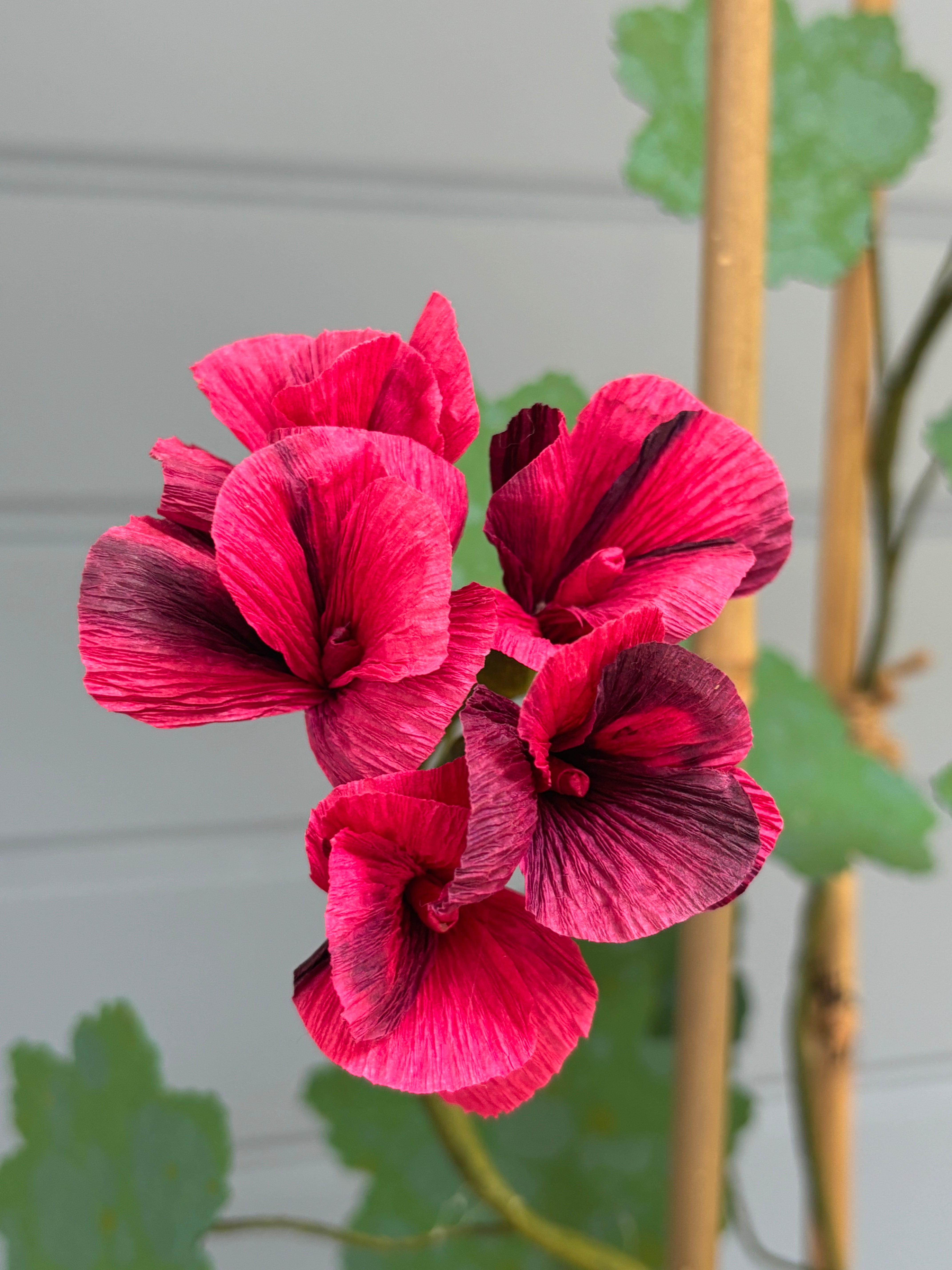 Geranium