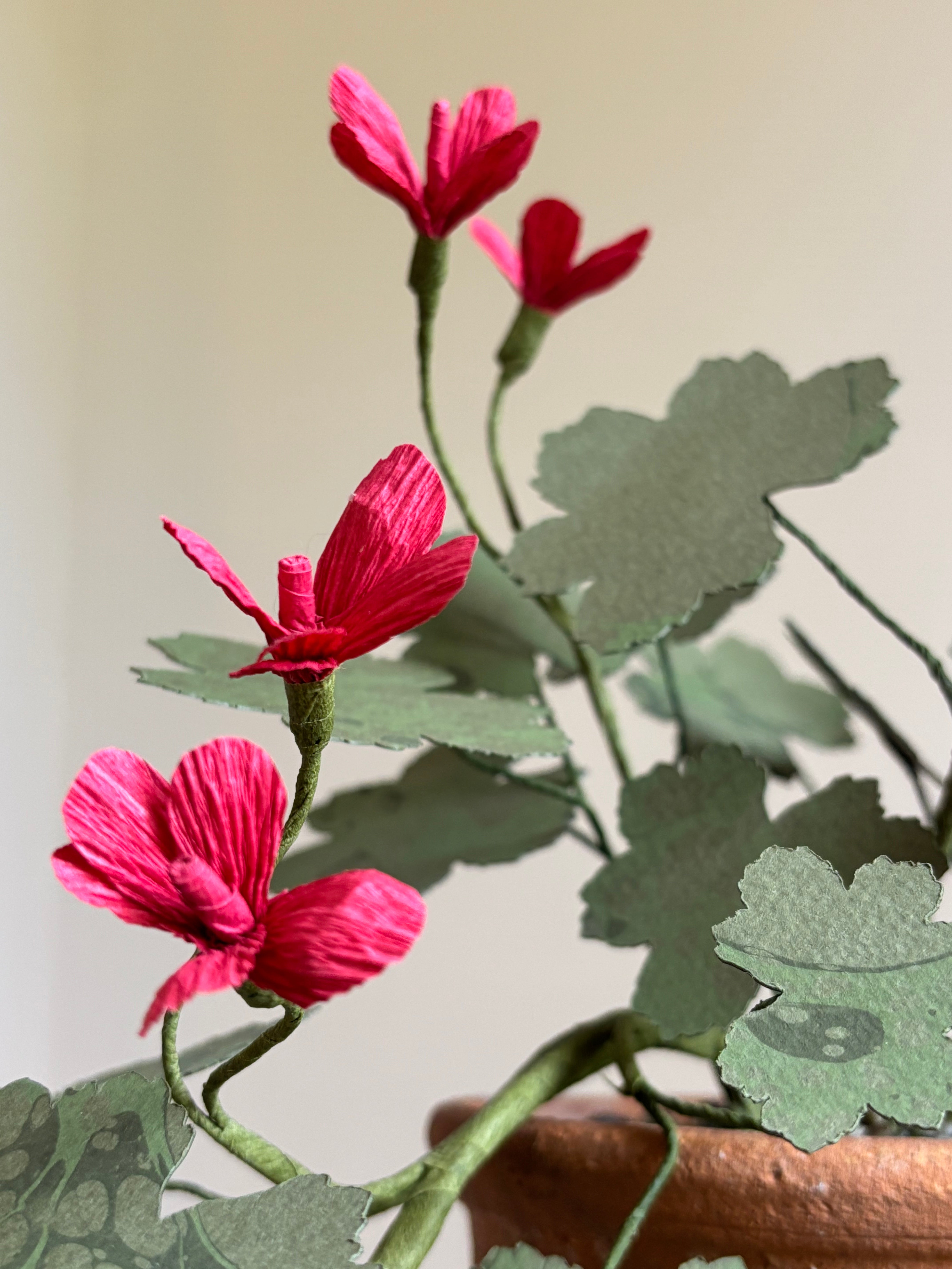 Paper Geranium, trailing