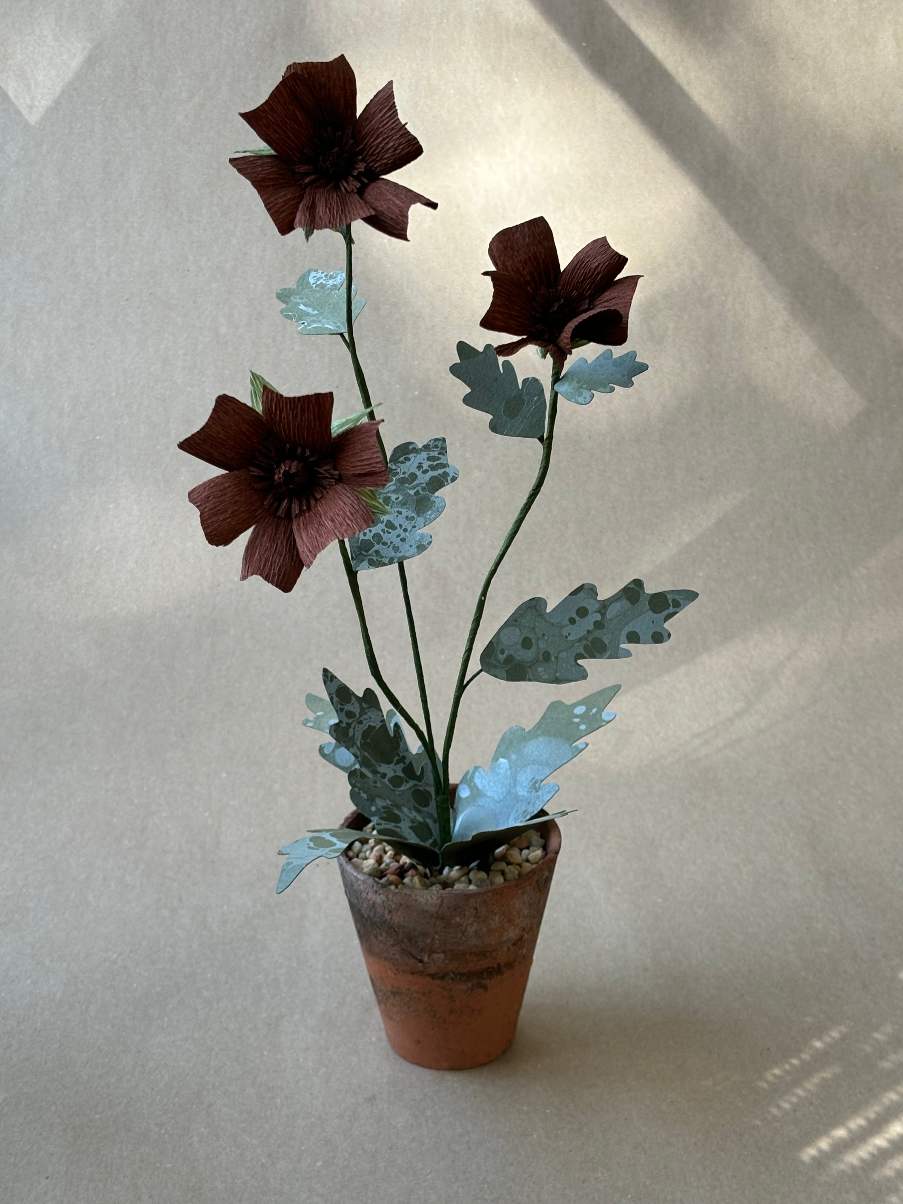 Chocolate Cosmos