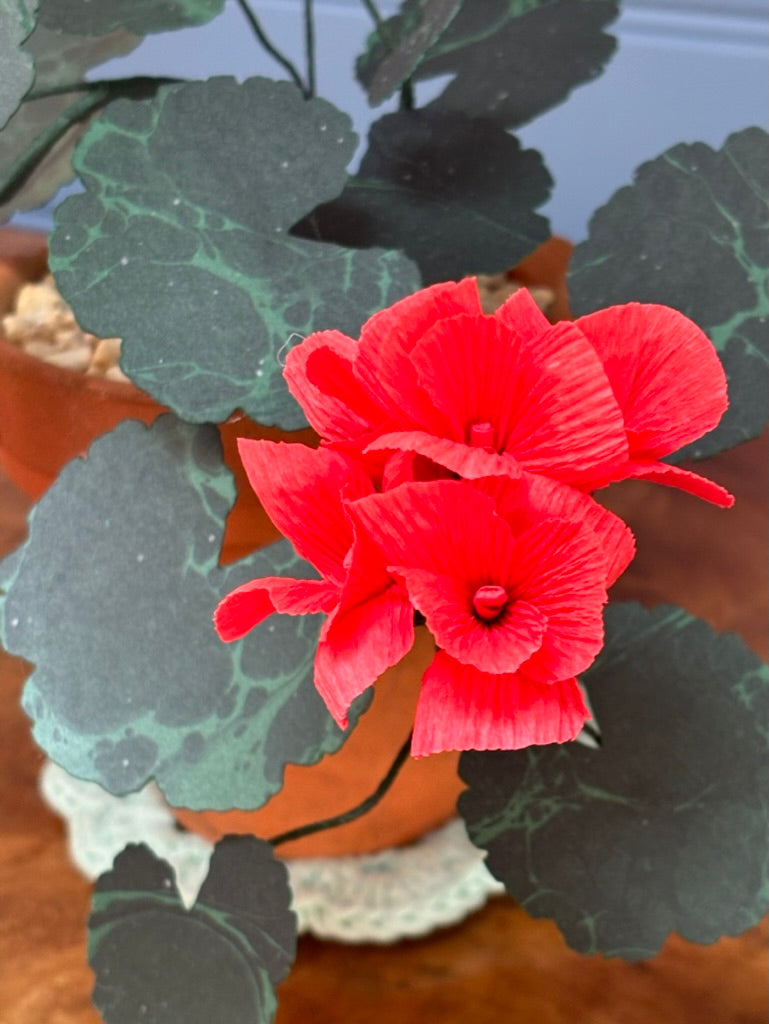 Geranium, trailing