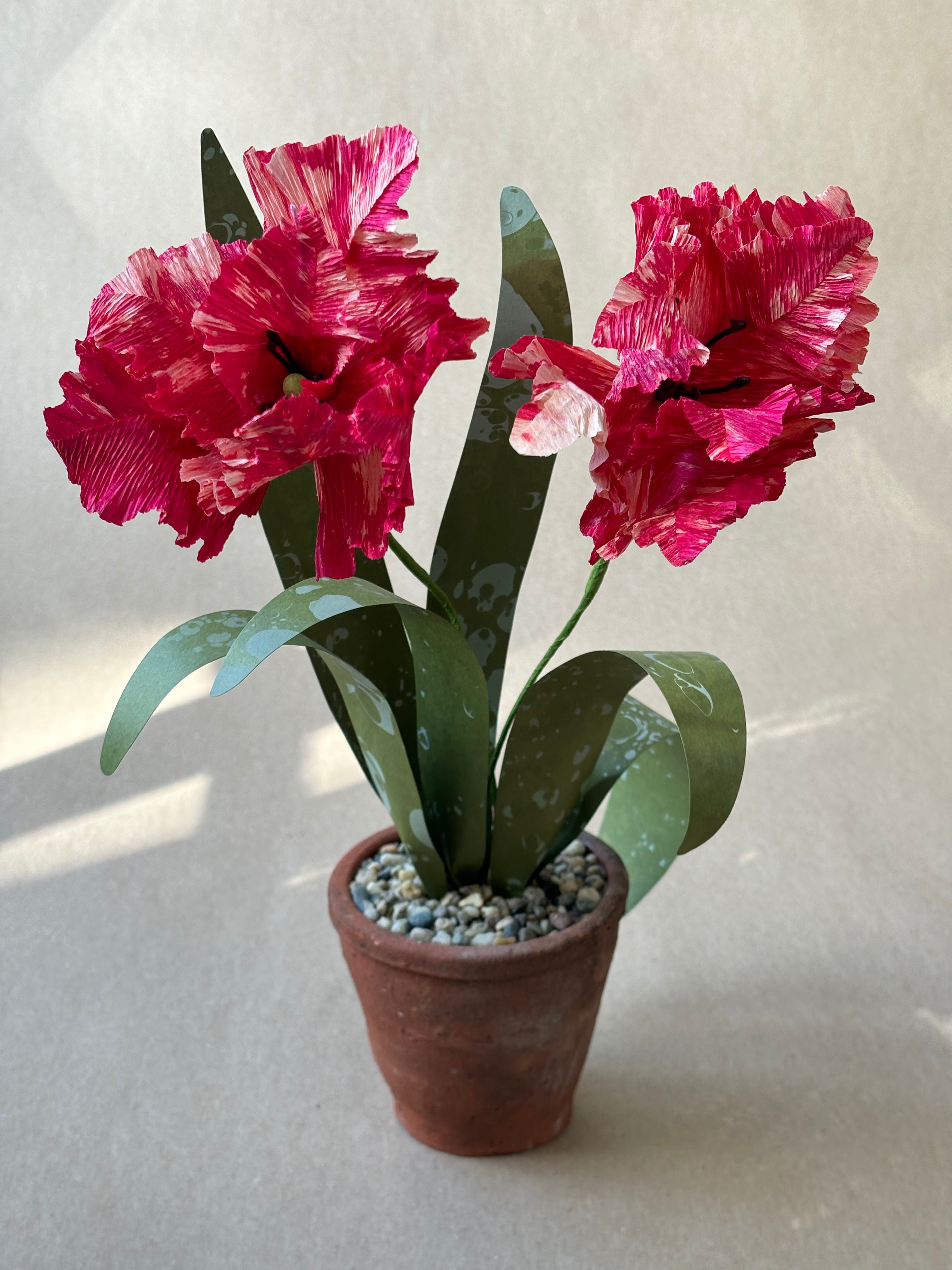 Parrot Tulip